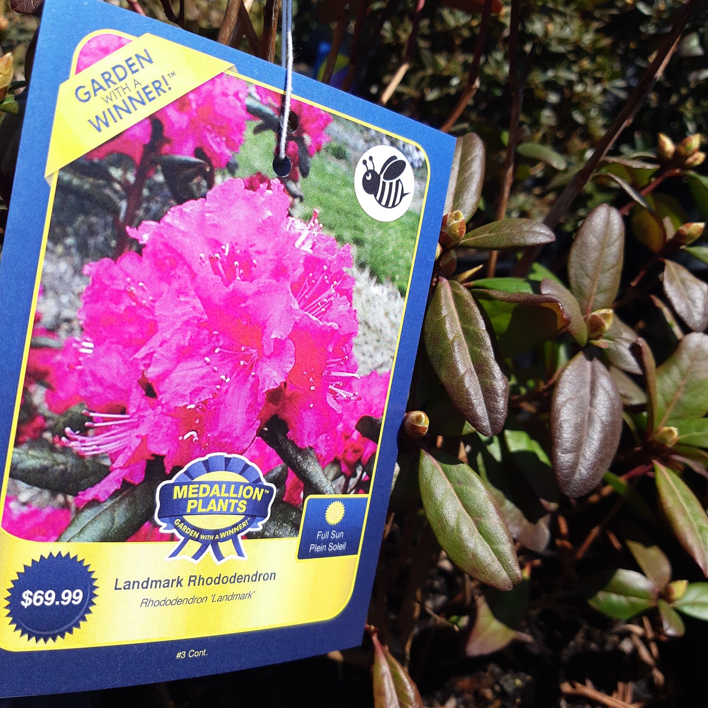 Rhododendron
