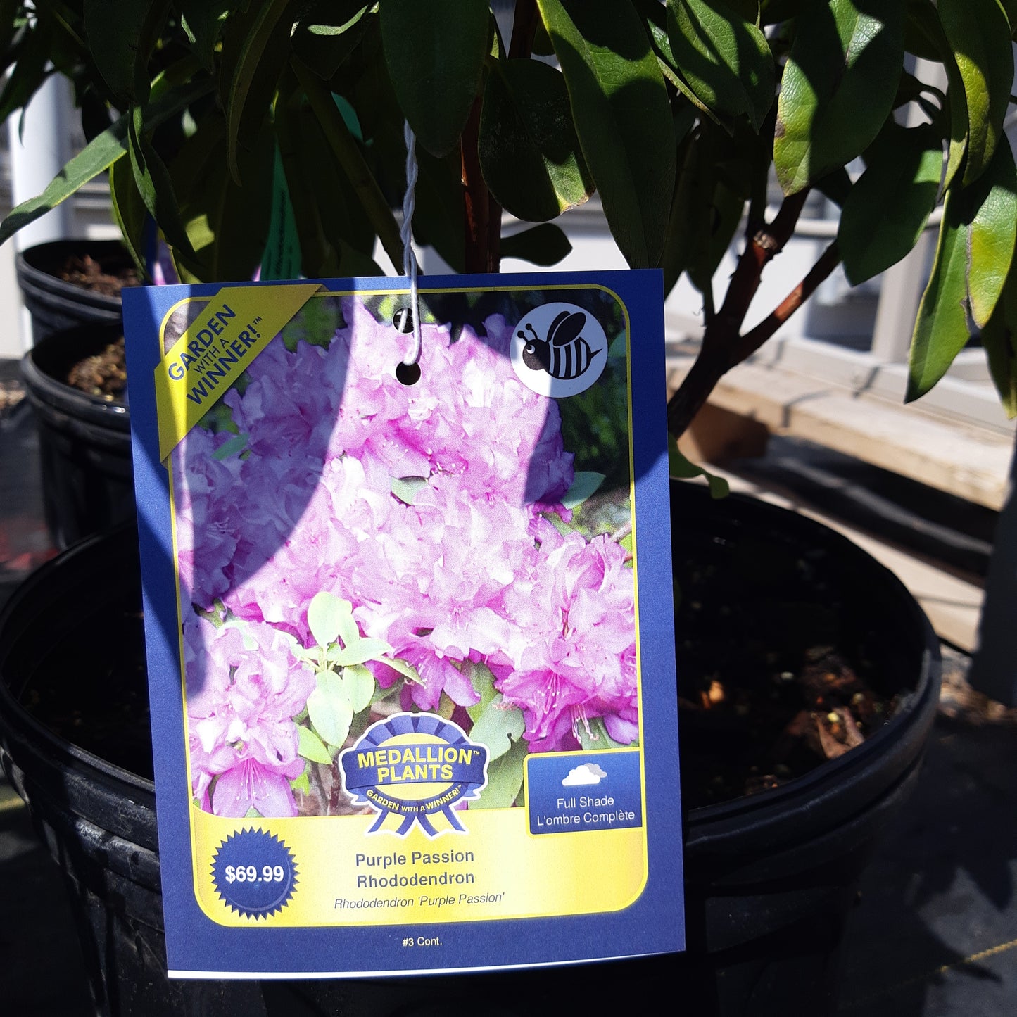 Rhododendron