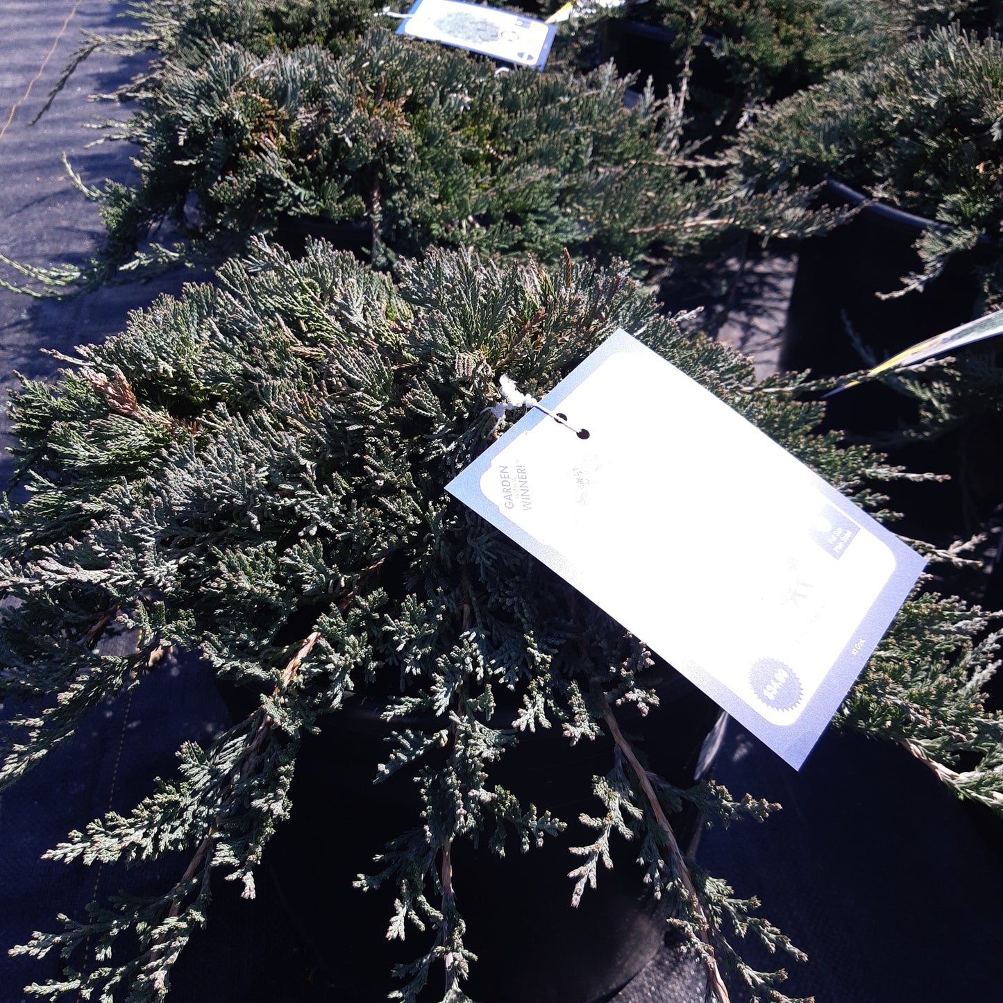 Blue Rug Juniper 3 Gal