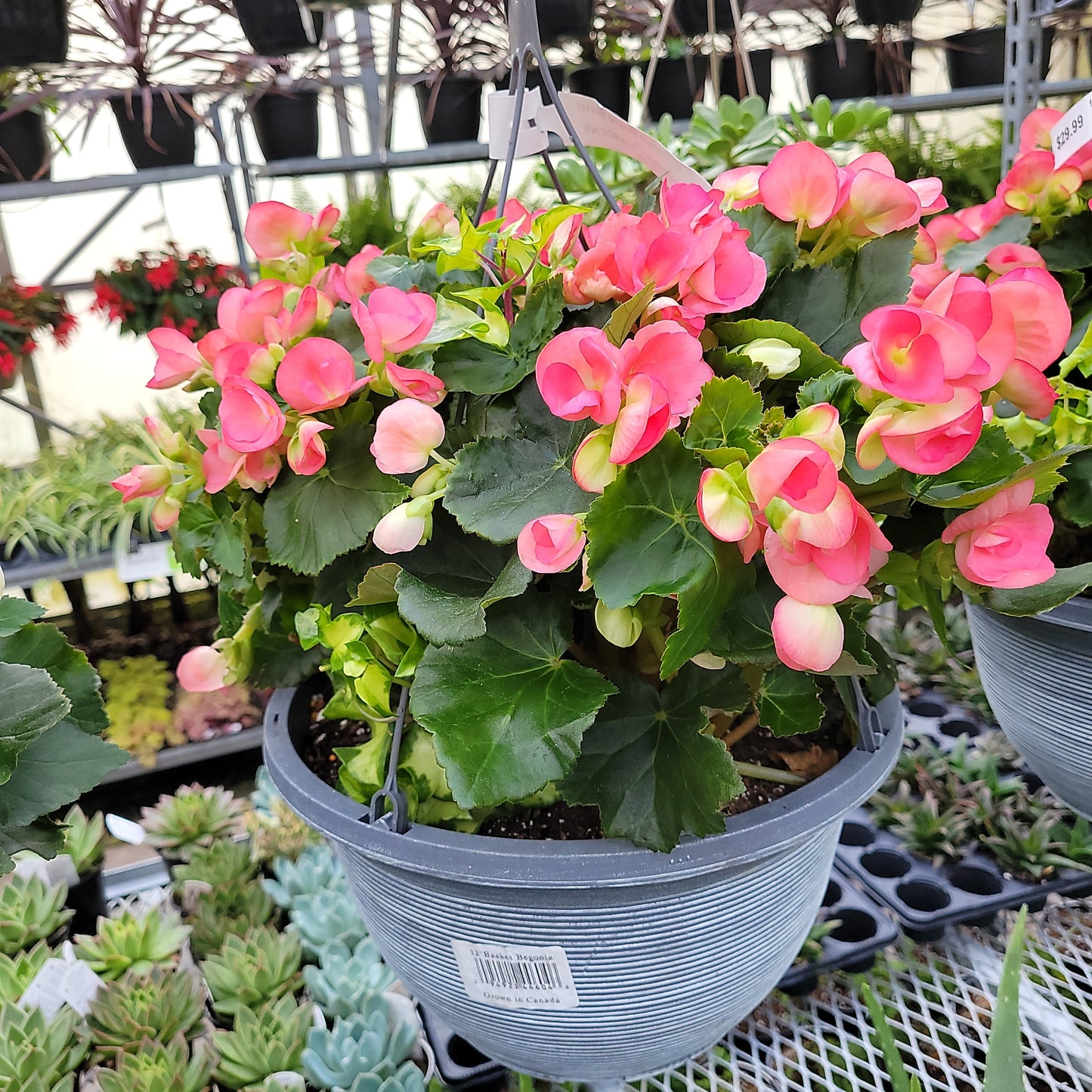 12" Rieger Begonia Hanging Basket