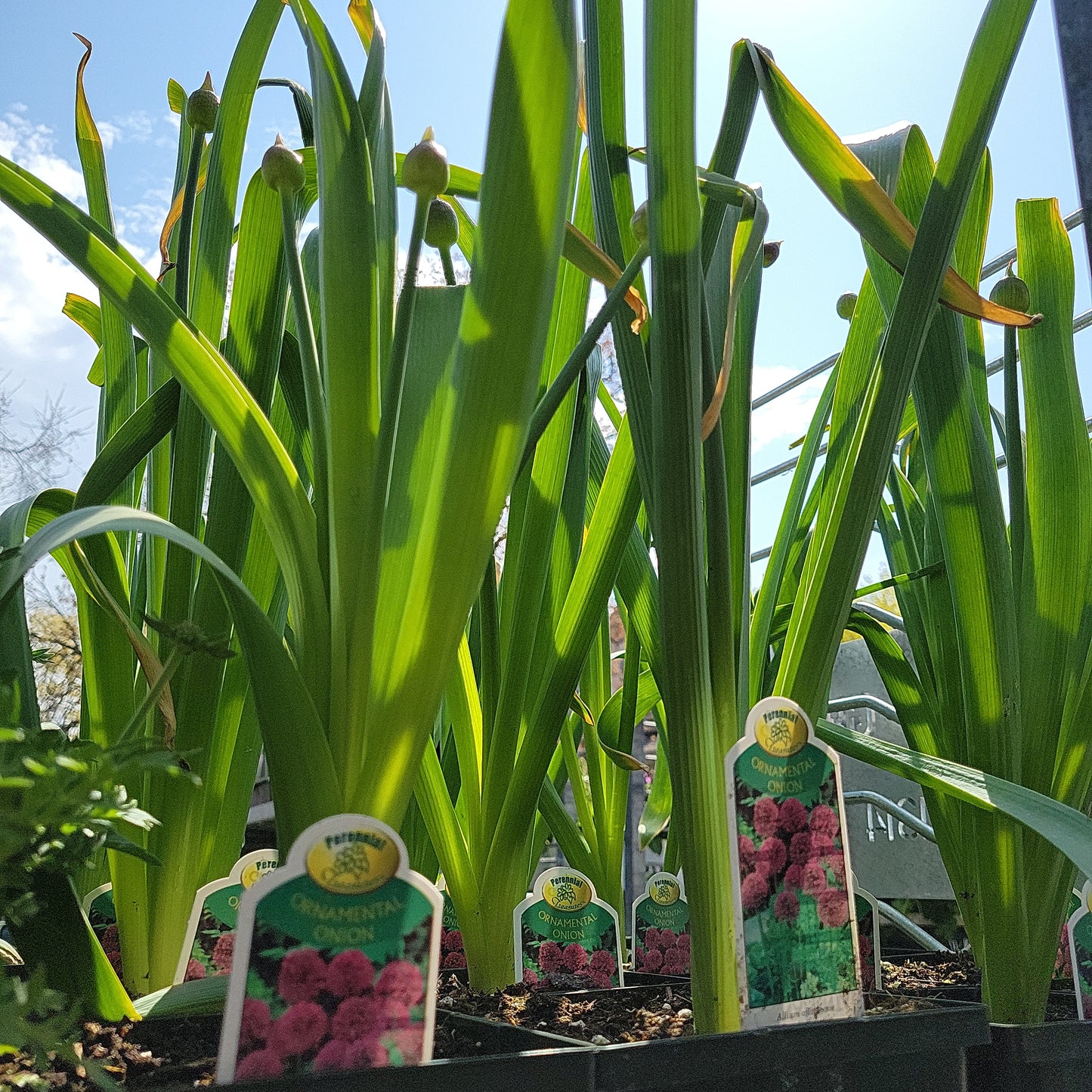1 Gal Allium 'Ornamental Onion'