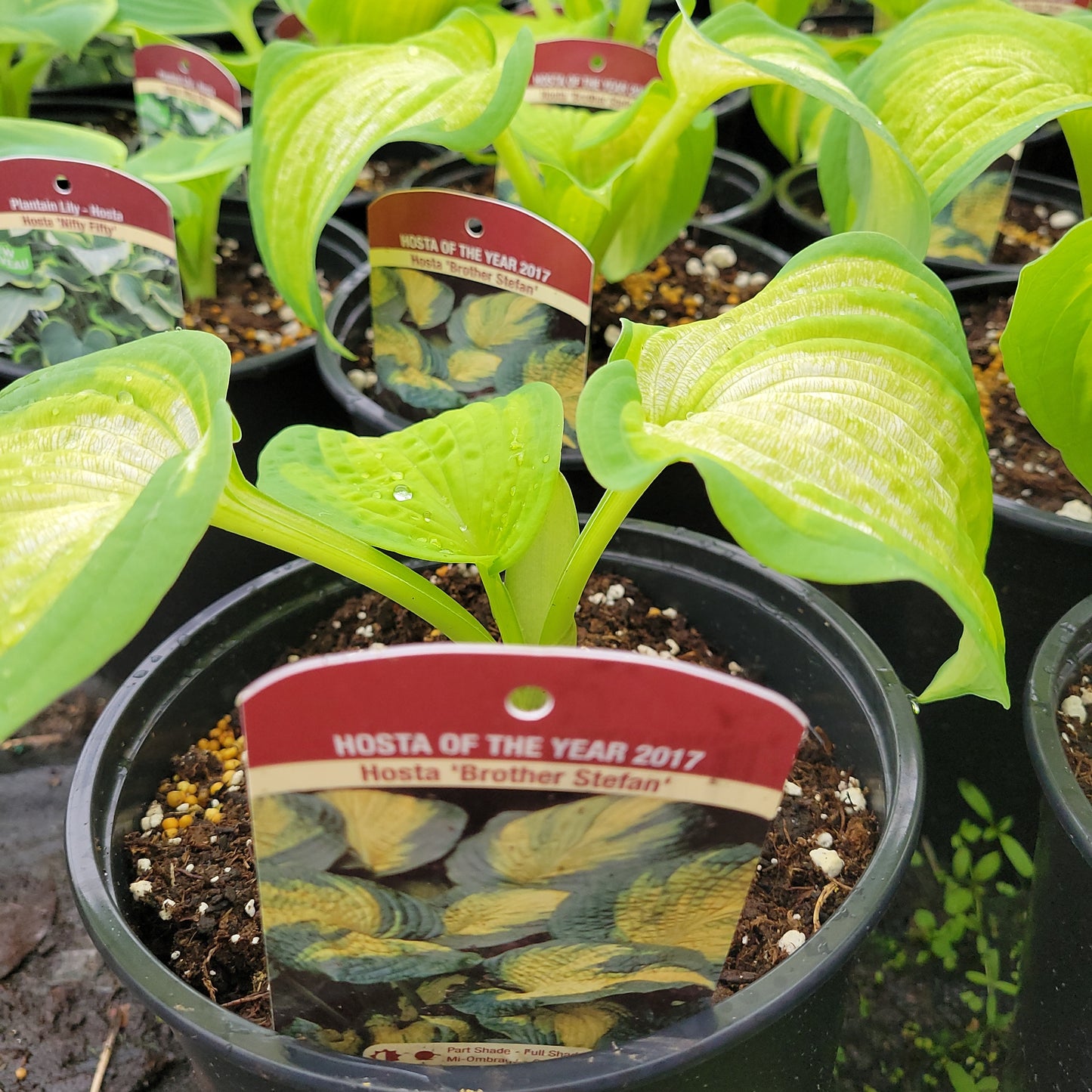 1 Gal Hosta 'Brother Stefan'