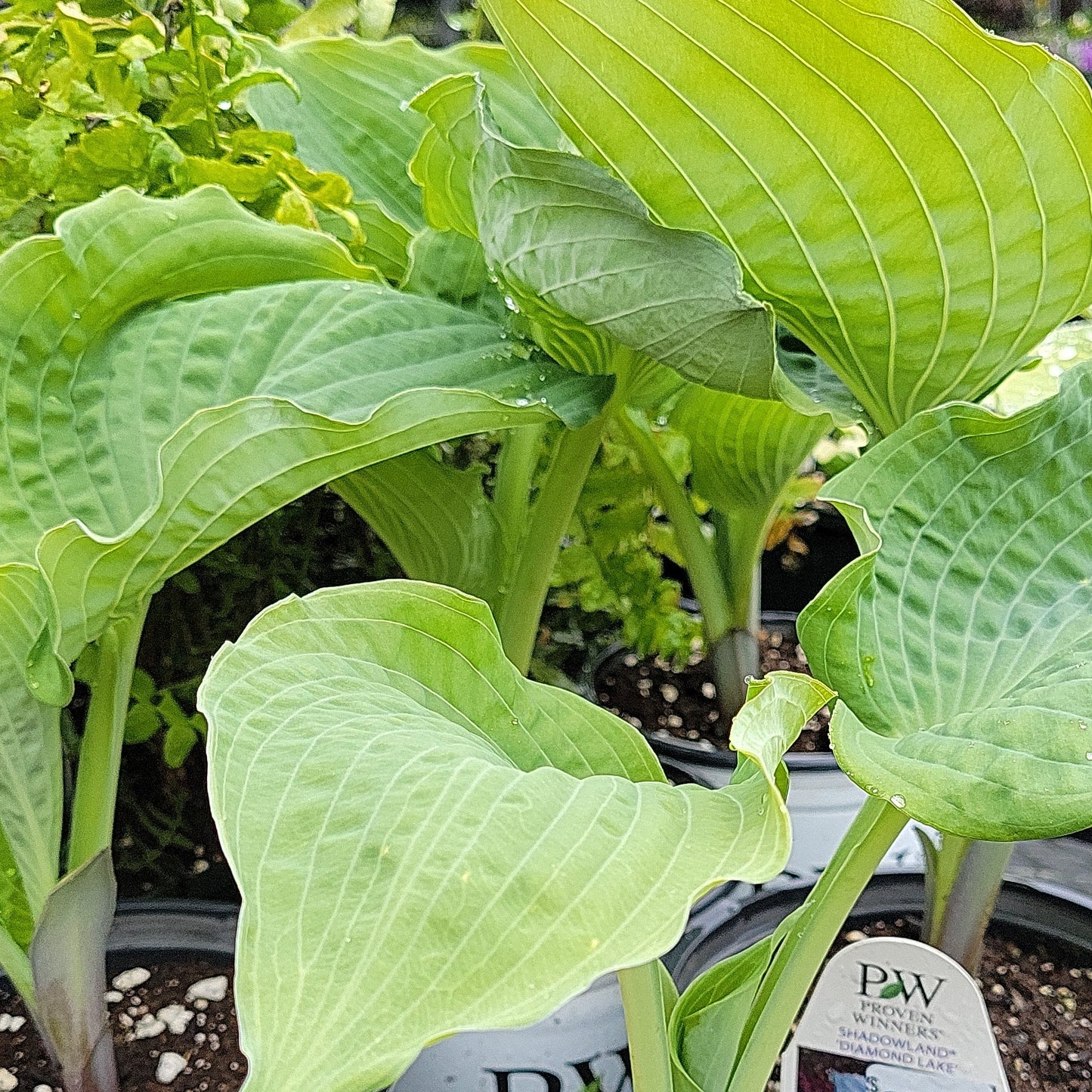 1 Gal Hosta 'Shadowland 'Diamond Lake'