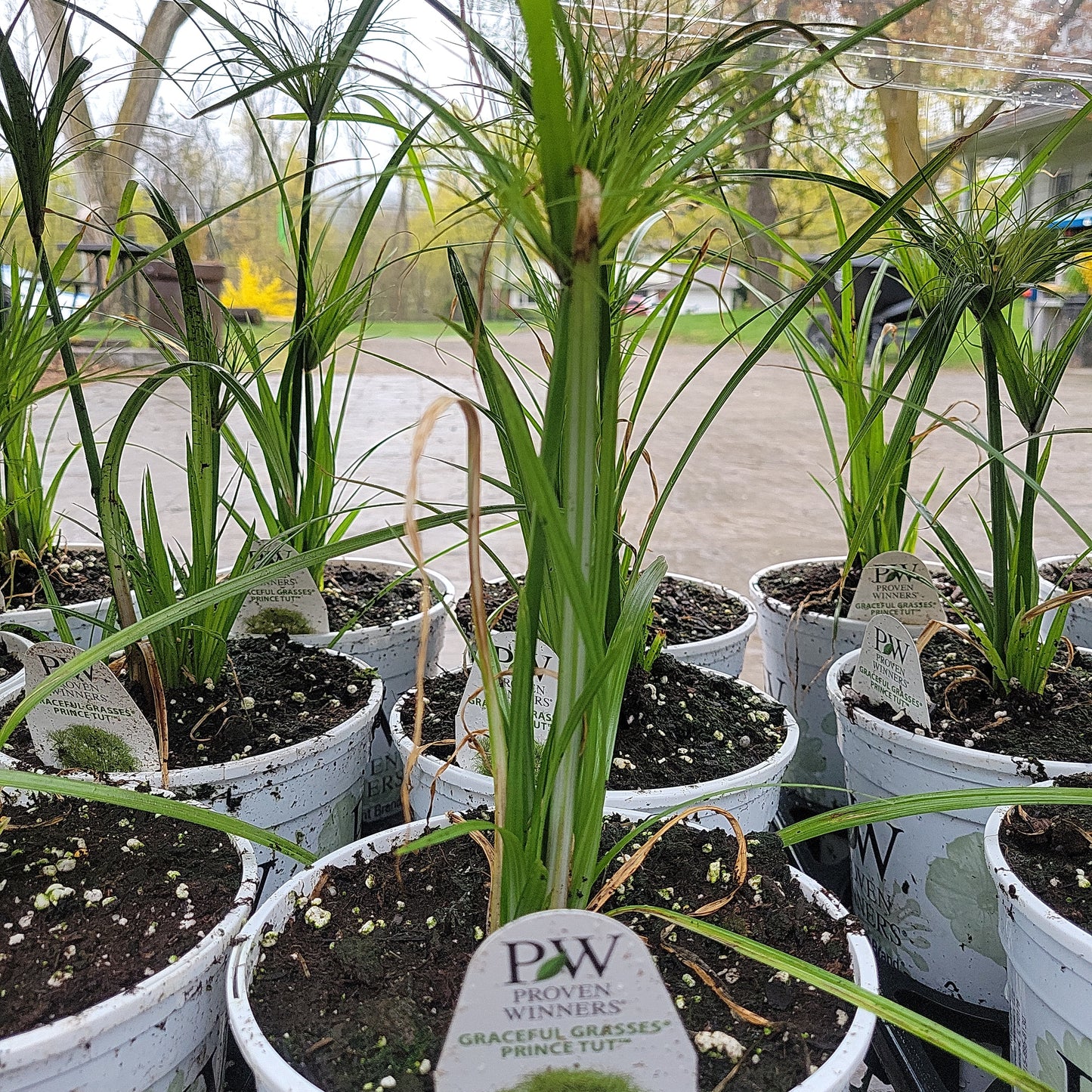 1 Gal Prince Tut Grass