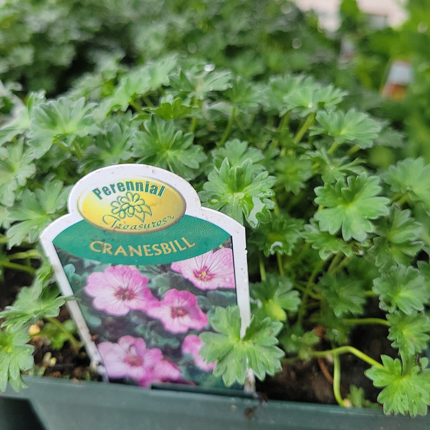 1 Gal Cranesbill (Perennial Geranium)