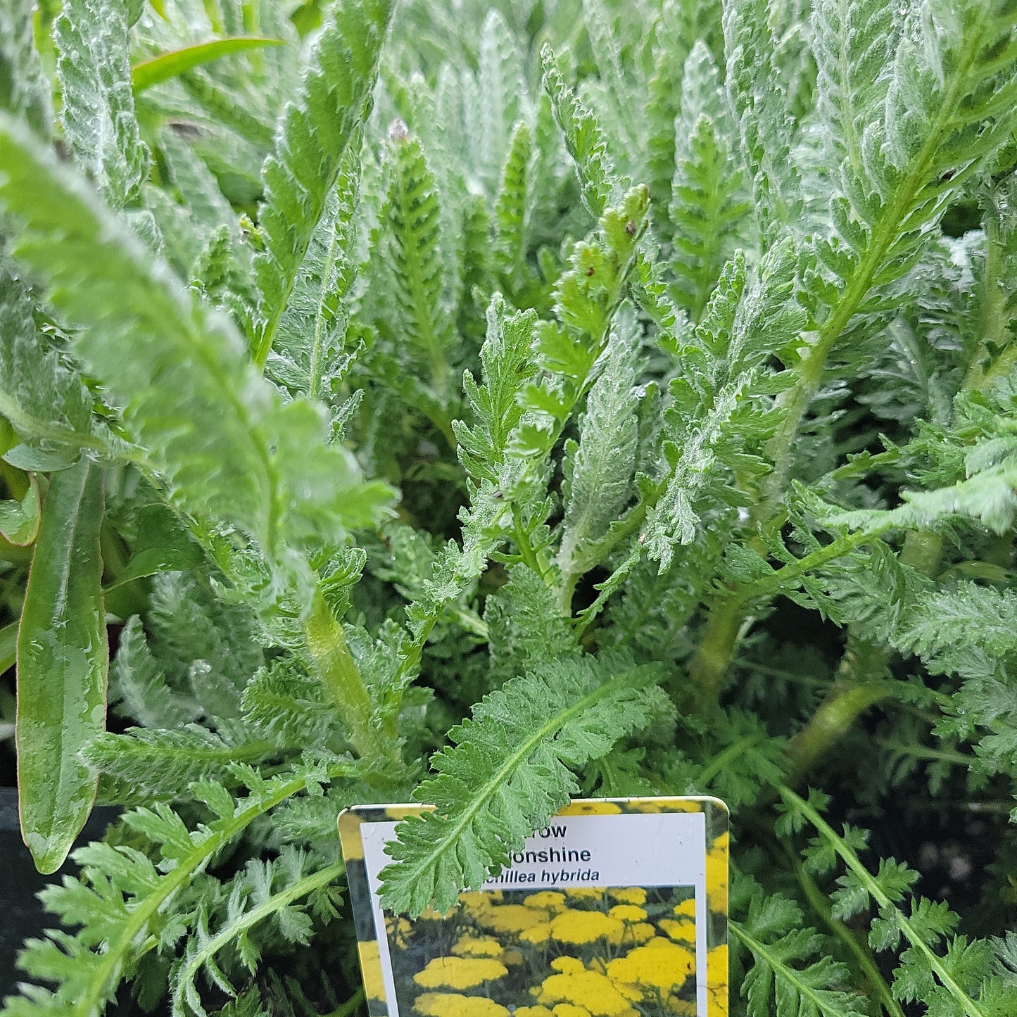1 Gal Yarrow (Achillea hyb.) 'Moonshine'