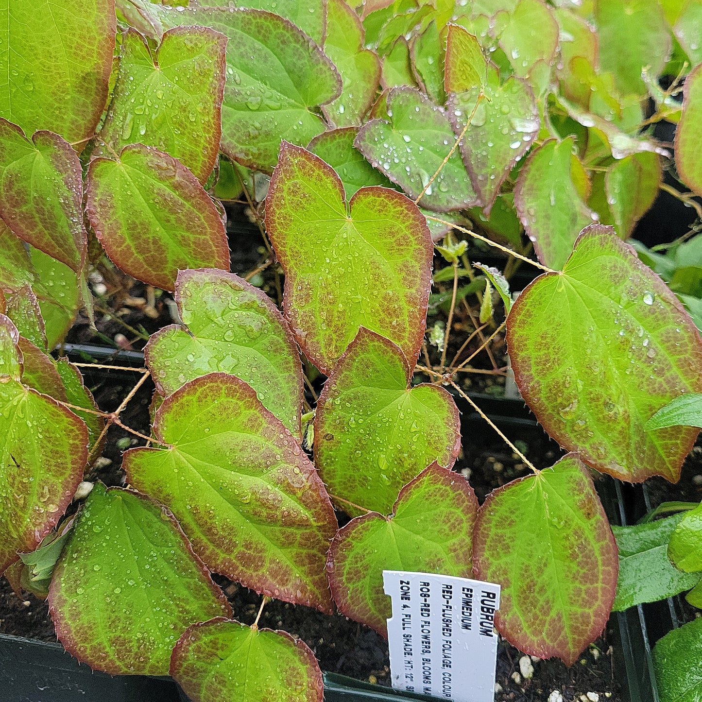 Red Barrenwort 'Epimedium x Rubrum'