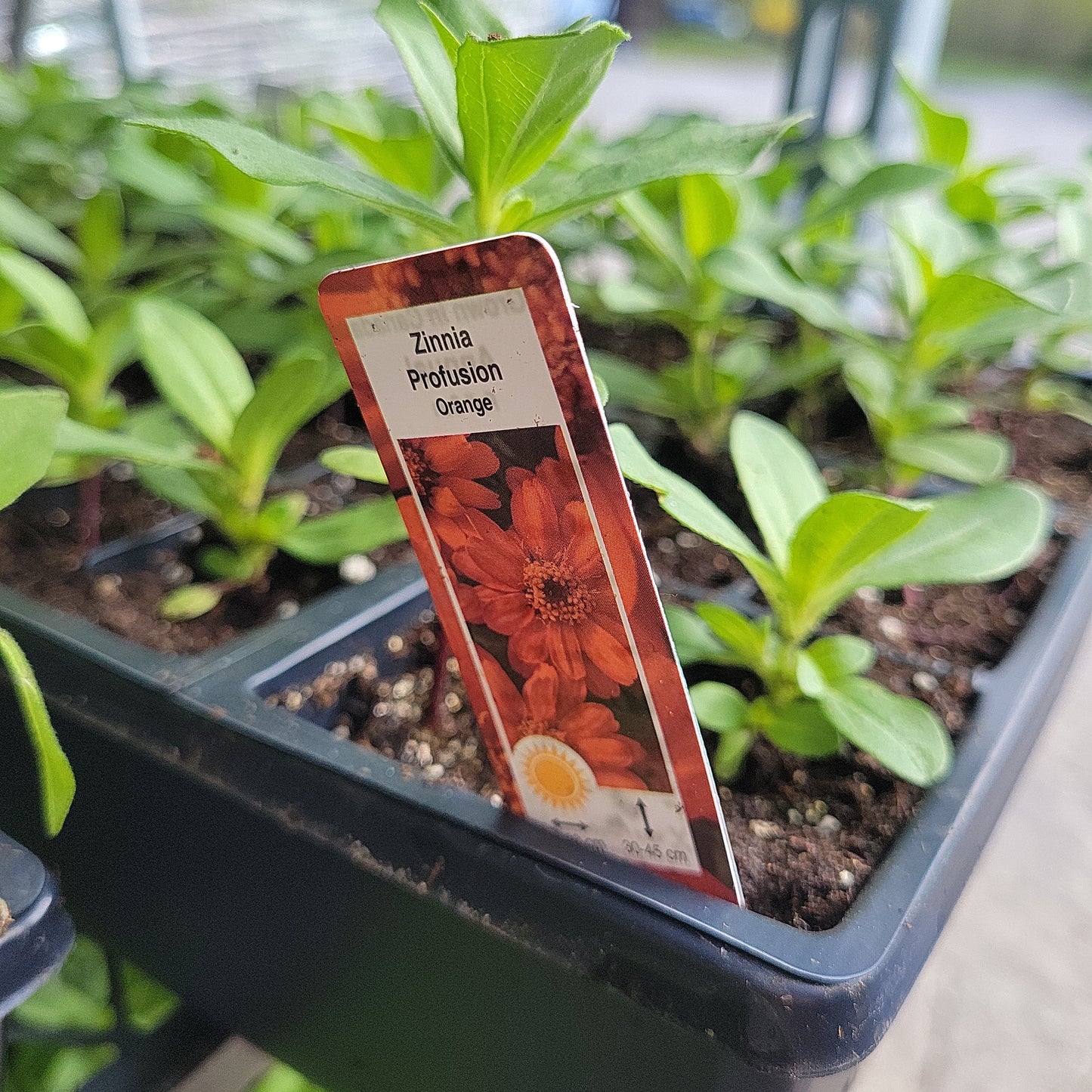 Zinnia Multipack