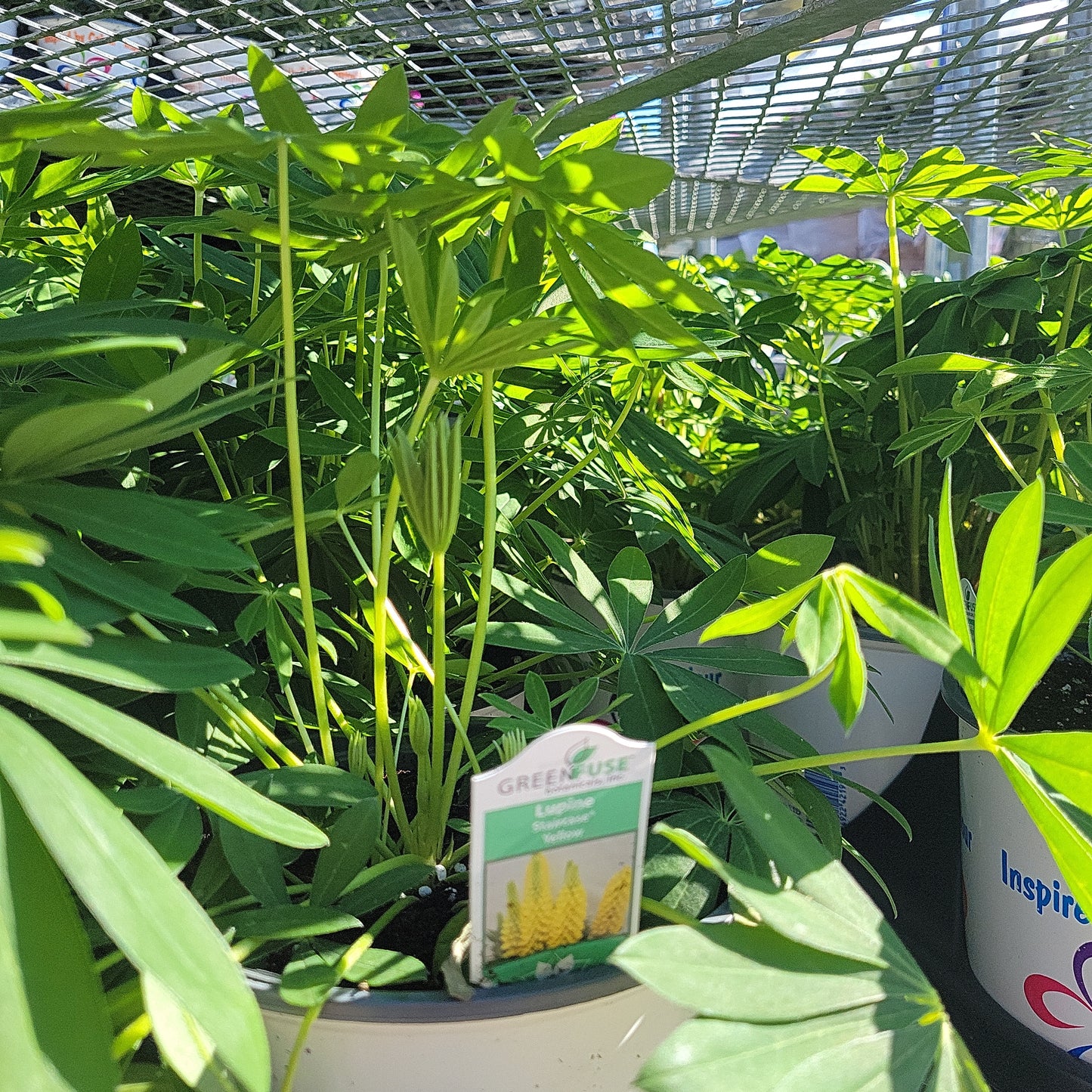 Lupine 'Lupinus' 1 Gal