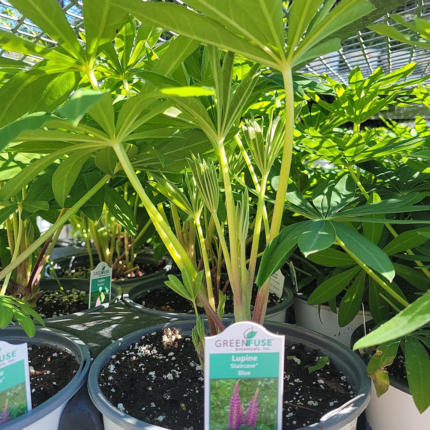 Lupine 'Lupinus' 1 Gal