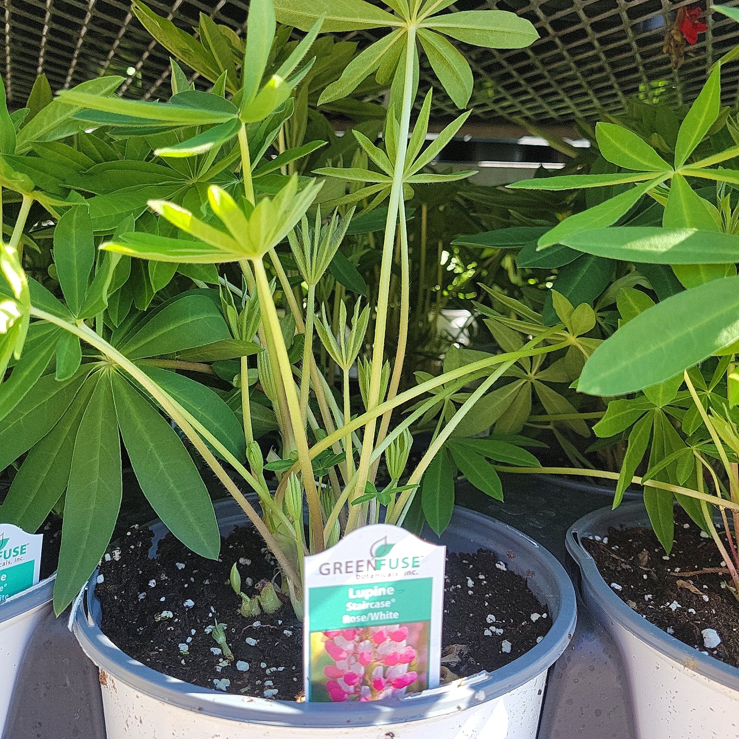 Lupine 'Lupinus' 1 Gal