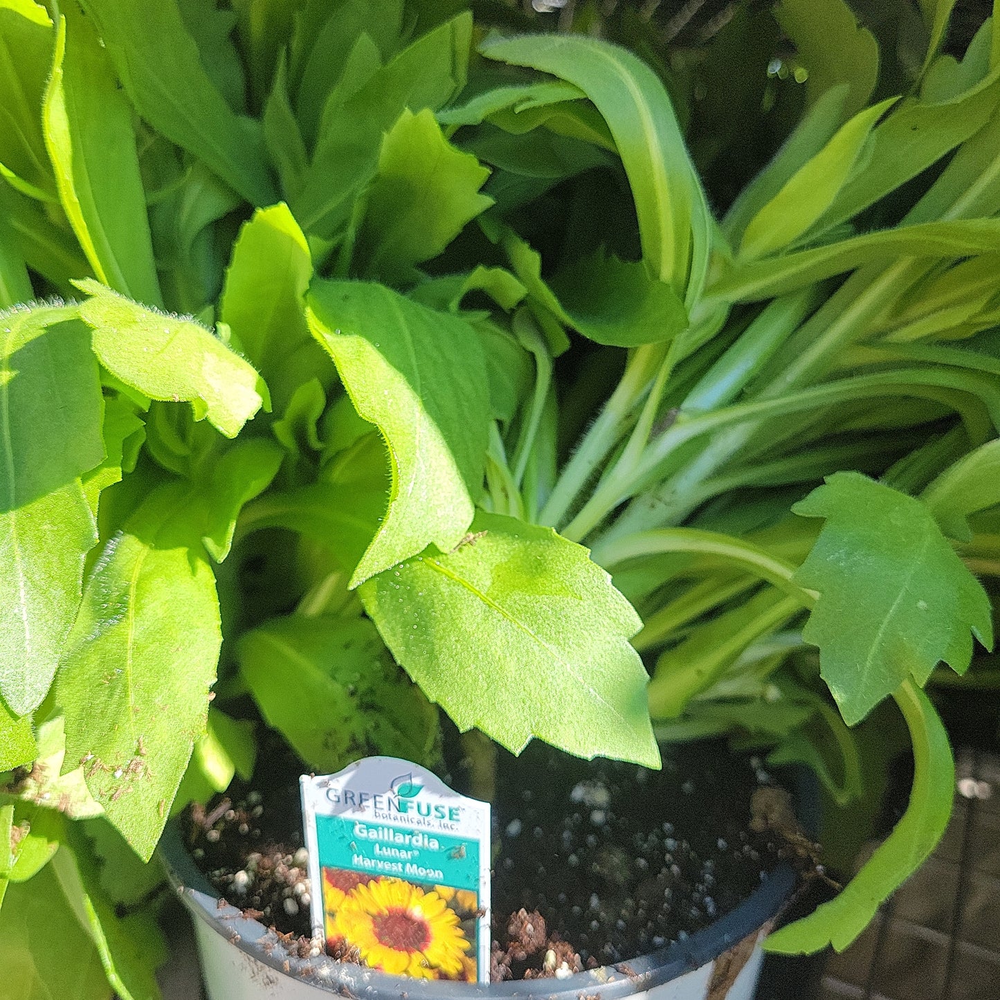 1 Gal Blanket Flower 'Gaillardia'