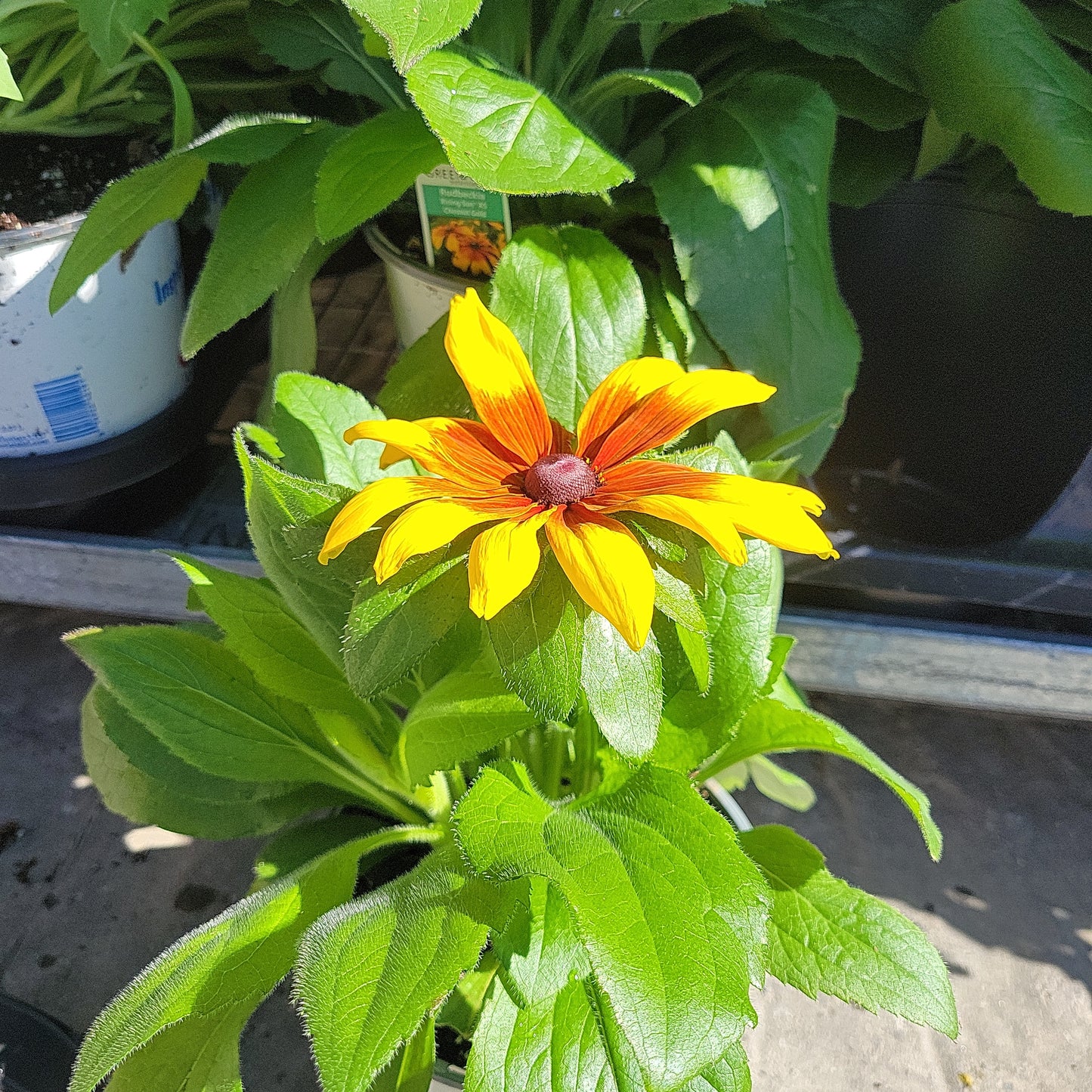 1 Gal Black Eyed Susan (Rudbeckia)