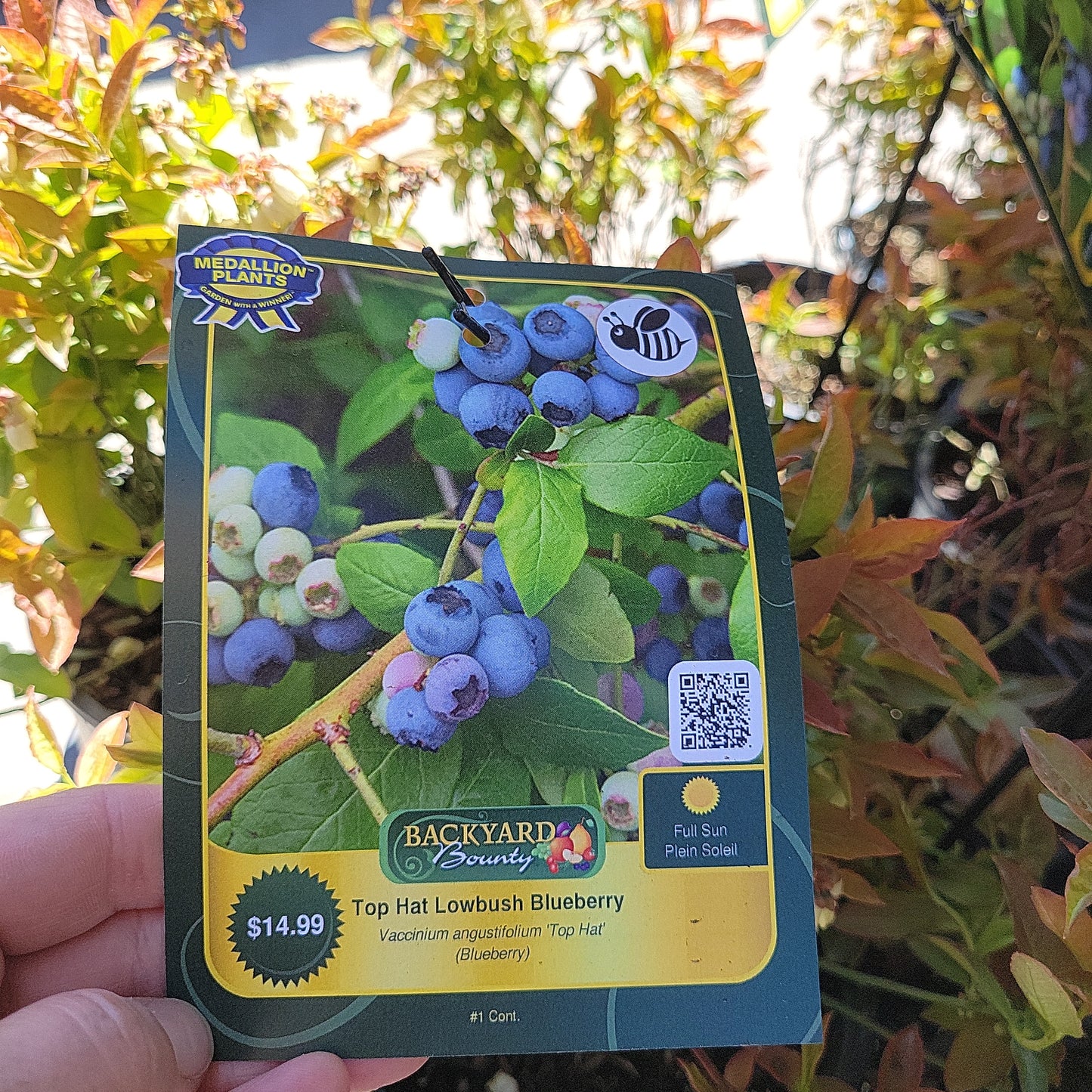 1 Gal Blueberry