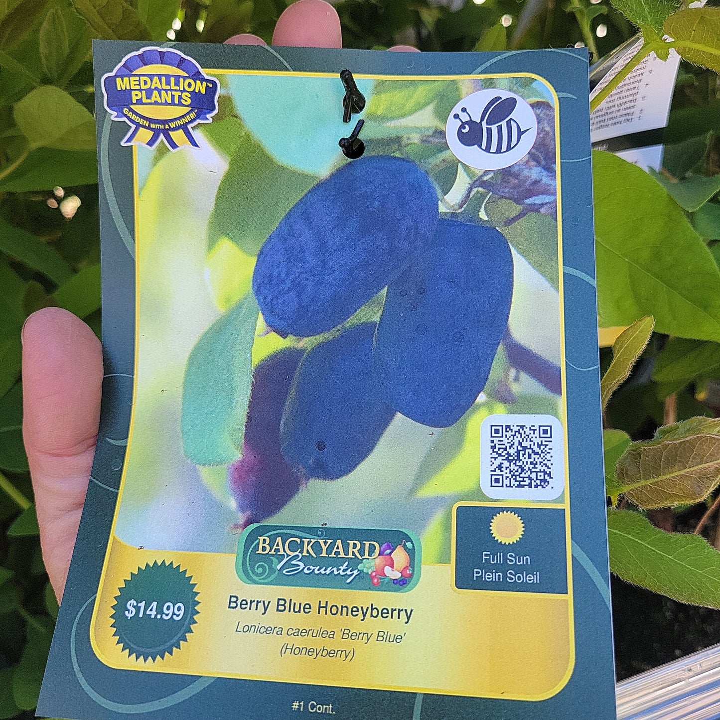 1 Gal Honey Berry (haskap)