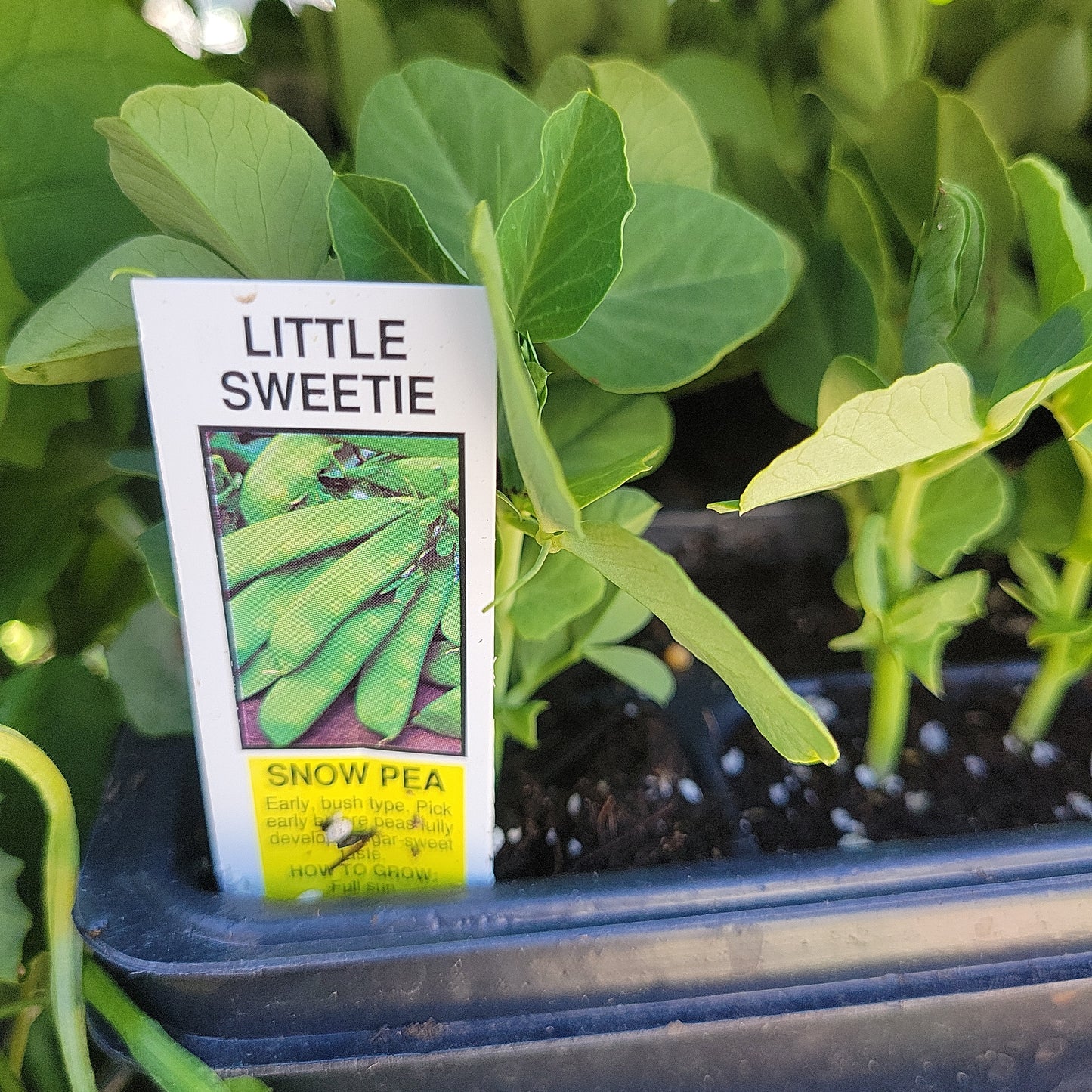 Peas (Multi Pack)