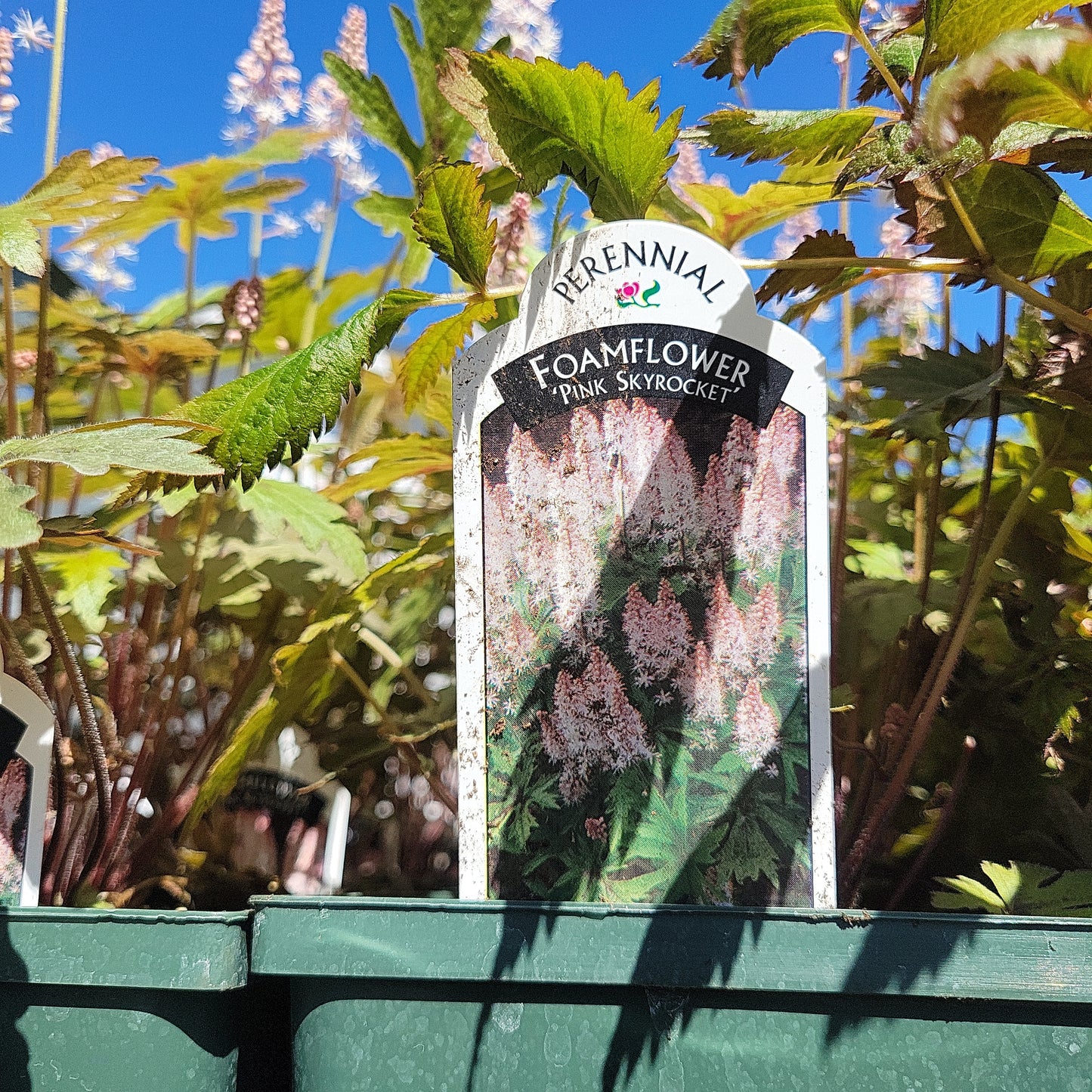 1 Gal Foam Flower (Tiarella)