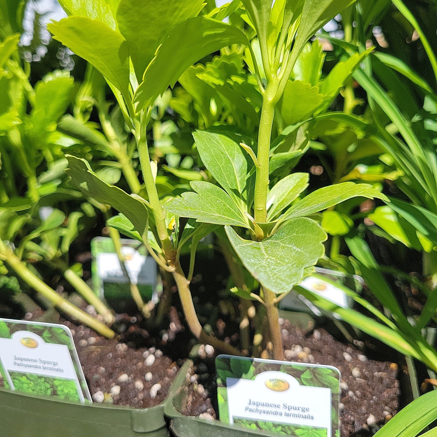 4" Pachysandra 'Japanese Spurge'