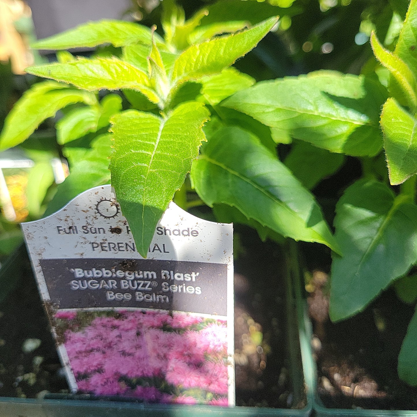 1 Gal Bee Balm 'Monarda Didyma'