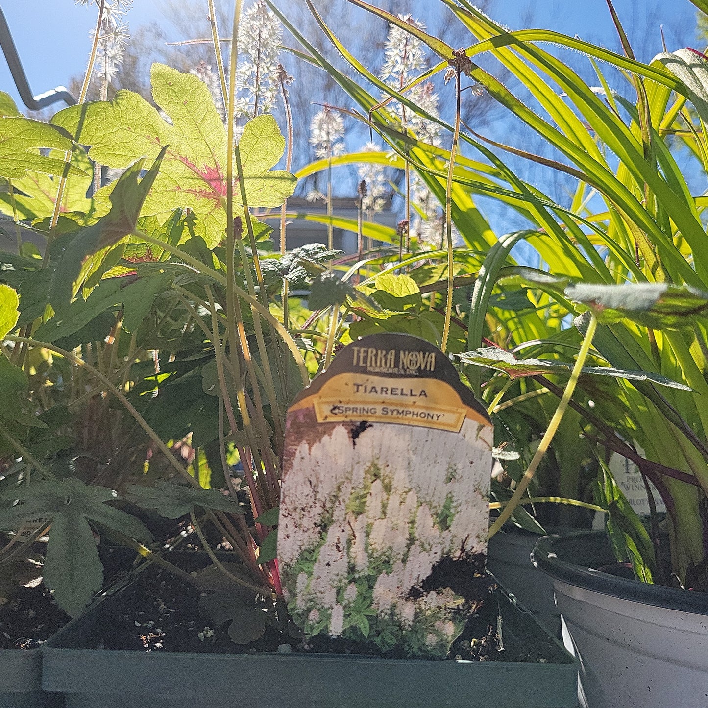 1 Gal Foam Flower (Tiarella)