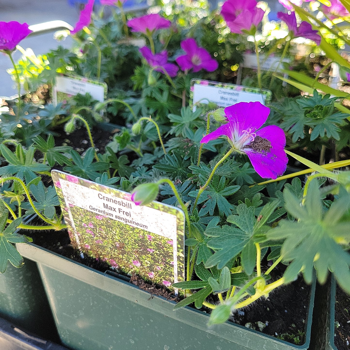 1 Gal Cranesbill (Perennial Geranium)