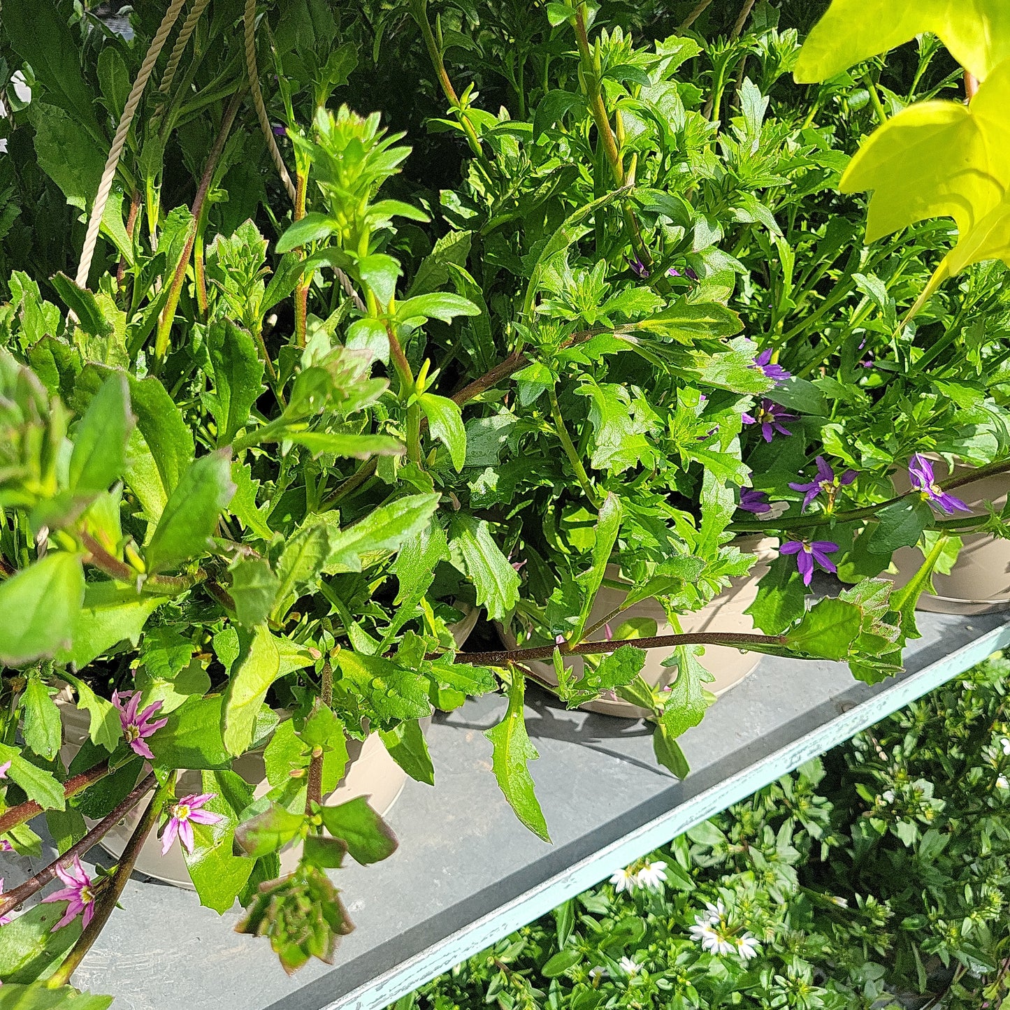10" Scaevola Hanging Basket 'Fan Flower'