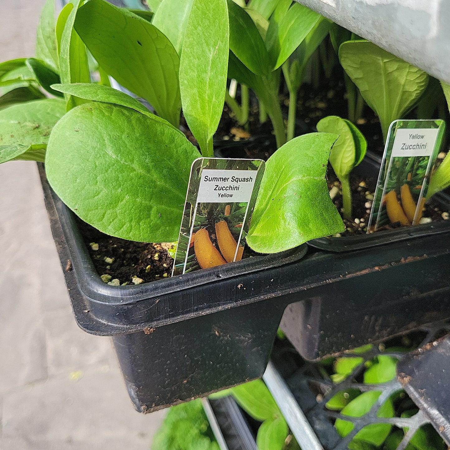 Yellow Zucchini (Multi Pack)