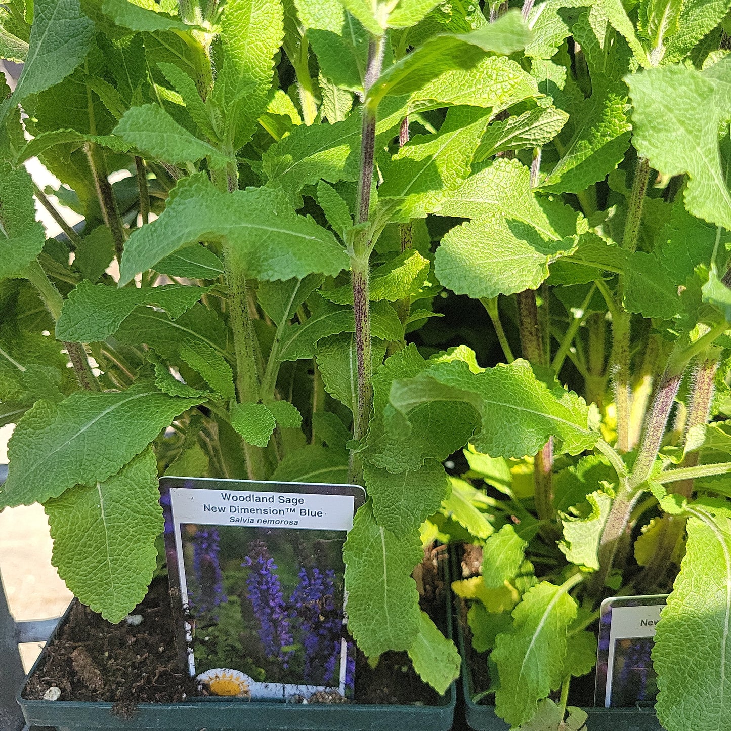 1 Gal Perennial Woodland Sage (Salvia)