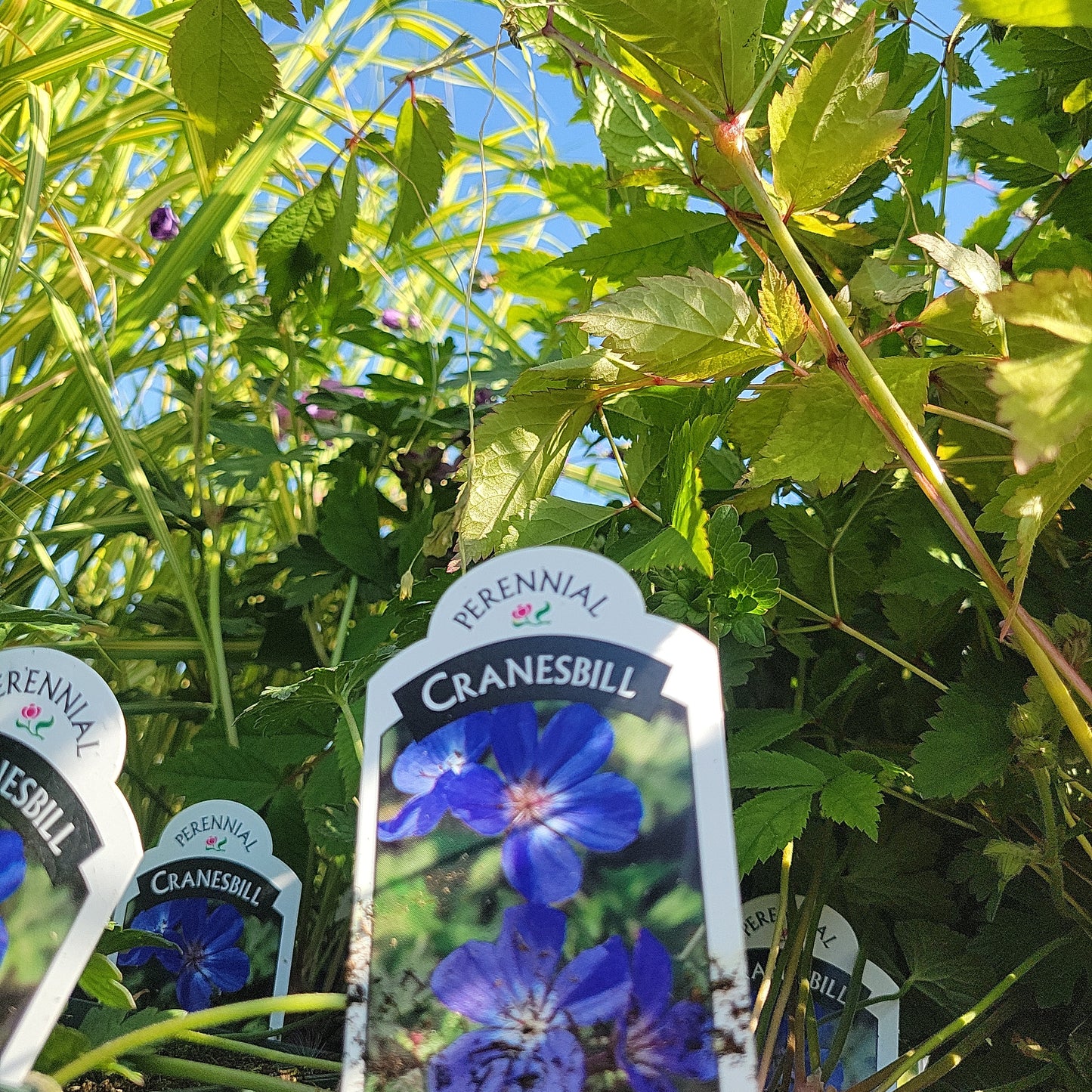 1 Gal Cranesbill (Perennial Geranium)