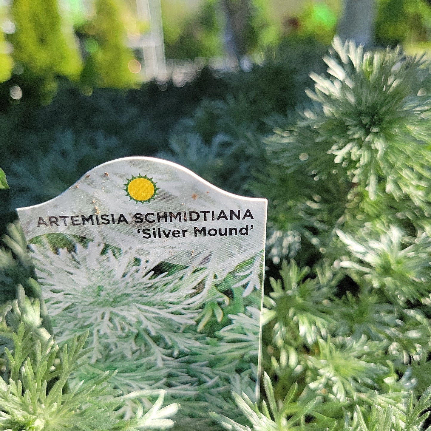 1 Gal Artemisia 'Silver Mound'