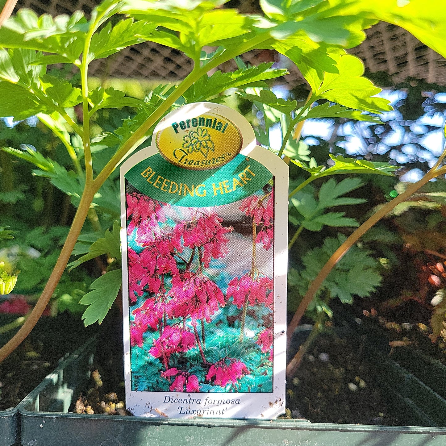 Bleeding Heart (Dicentra)