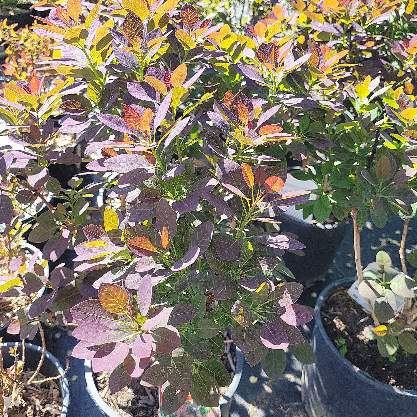 Royal Purple Smokebush