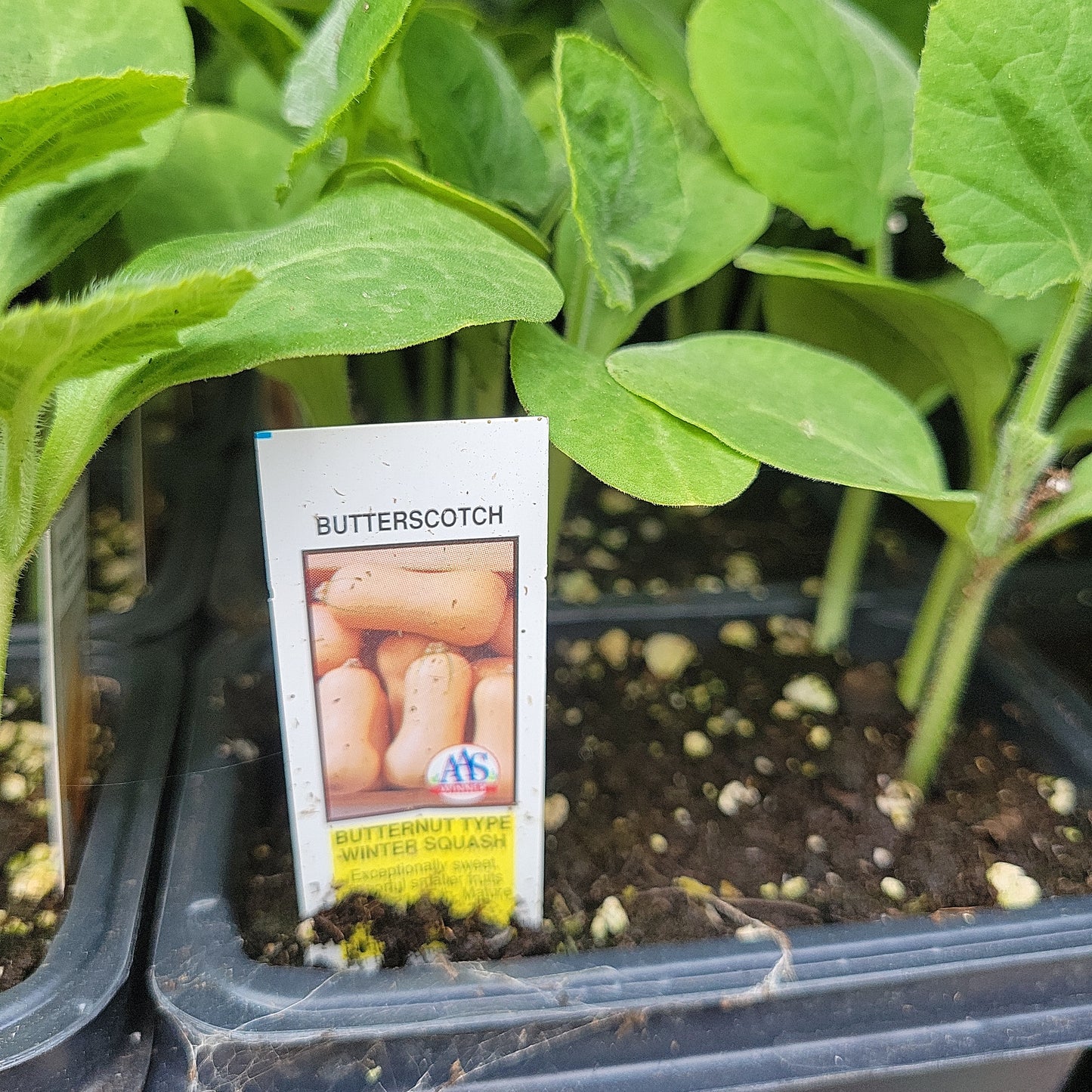Butternut Squash (Multi Pack)