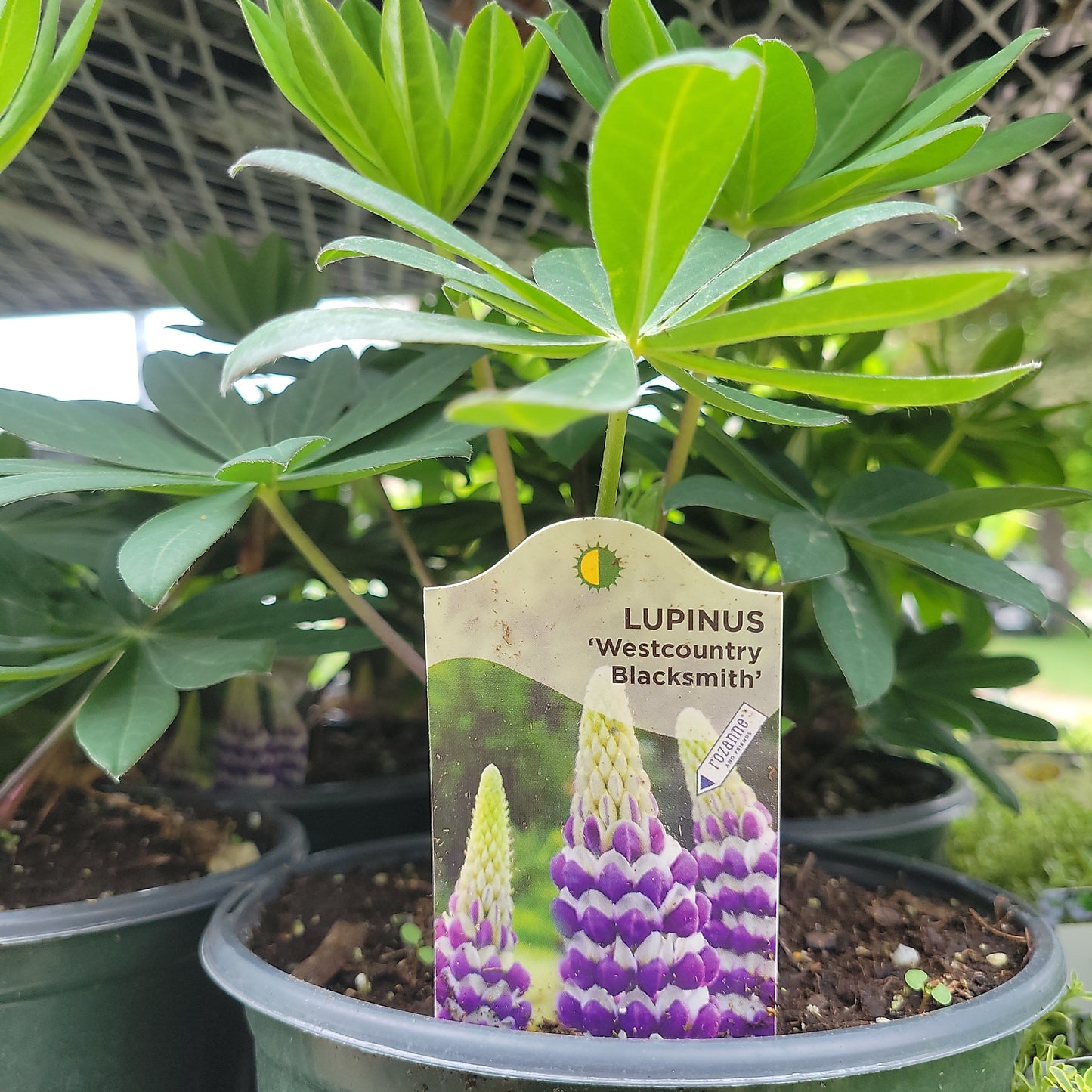 Lupine 'Lupinus' 1 Gal