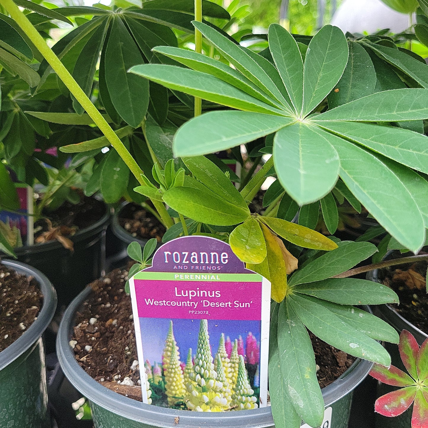 Lupine 'Lupinus' 1 Gal