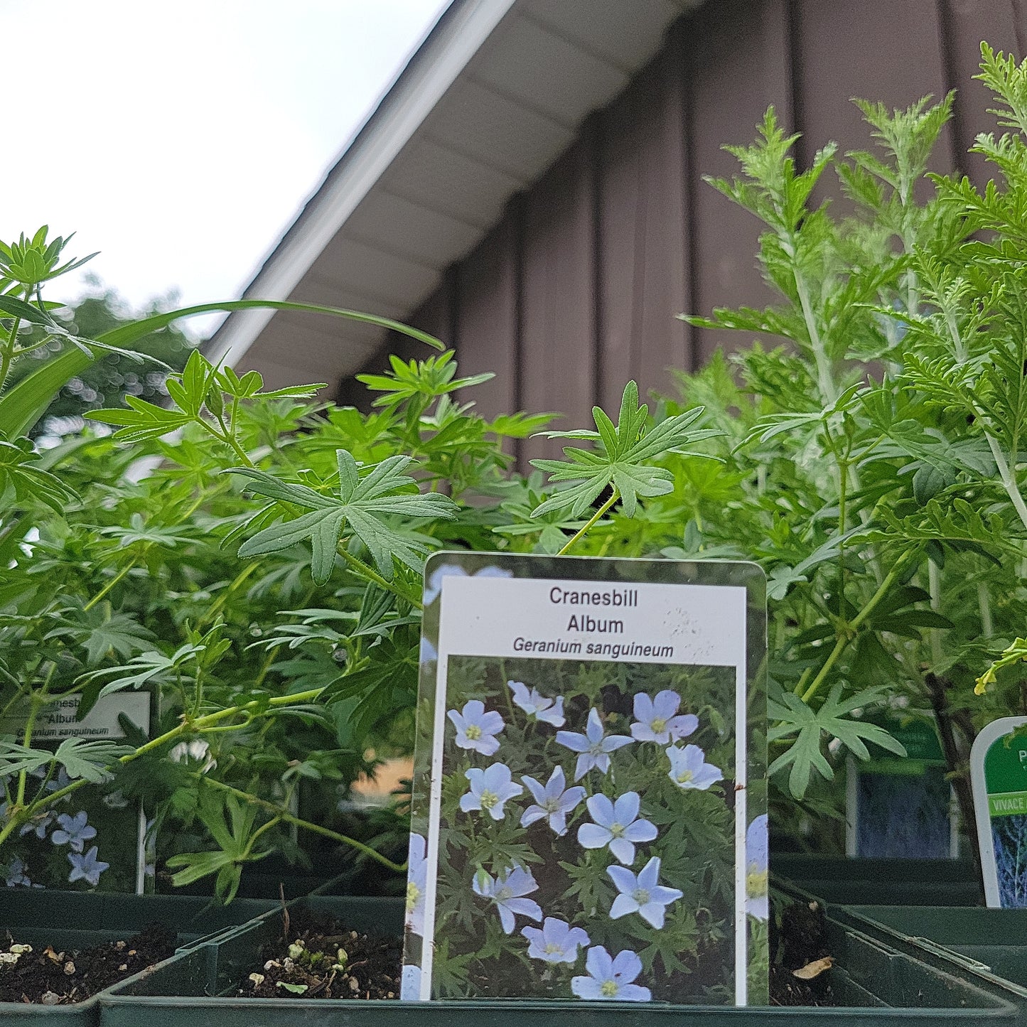 1 Gal Cranesbill (Perennial Geranium)