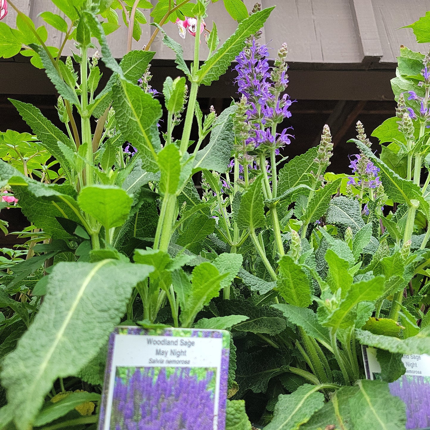 1 Gal Perennial Woodland Sage (Salvia)