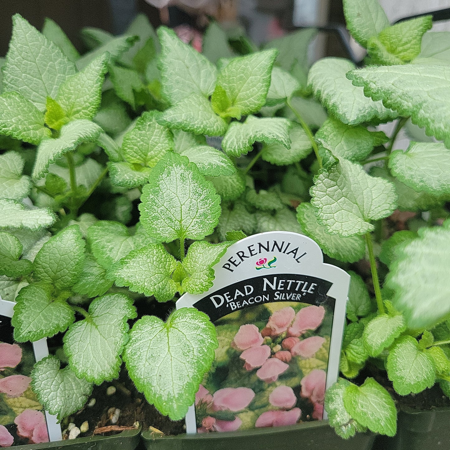 4" Dead Nettle (Lamium)