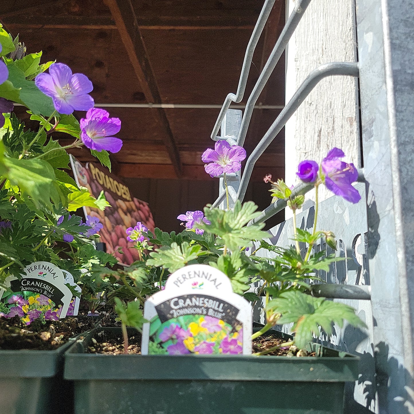 1 Gal Cranesbill (Perennial Geranium)