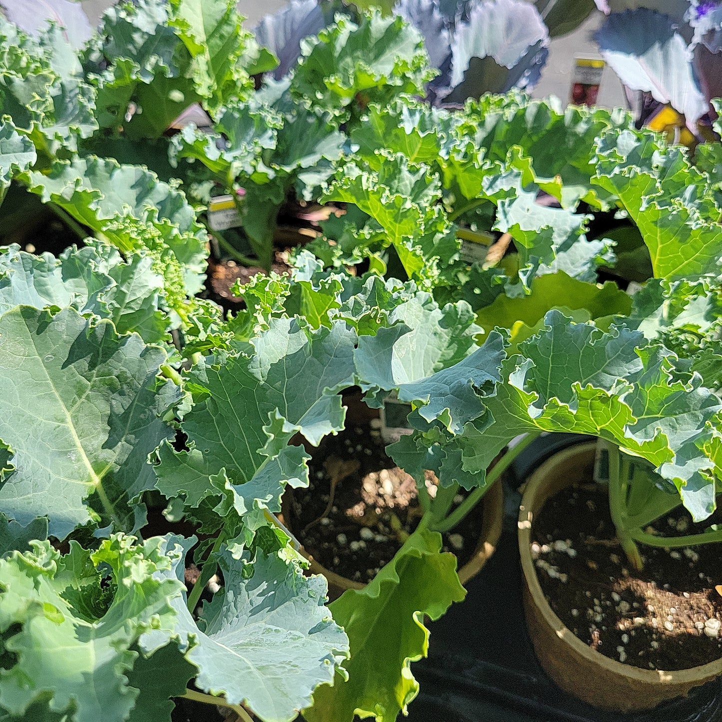 4" Kale
