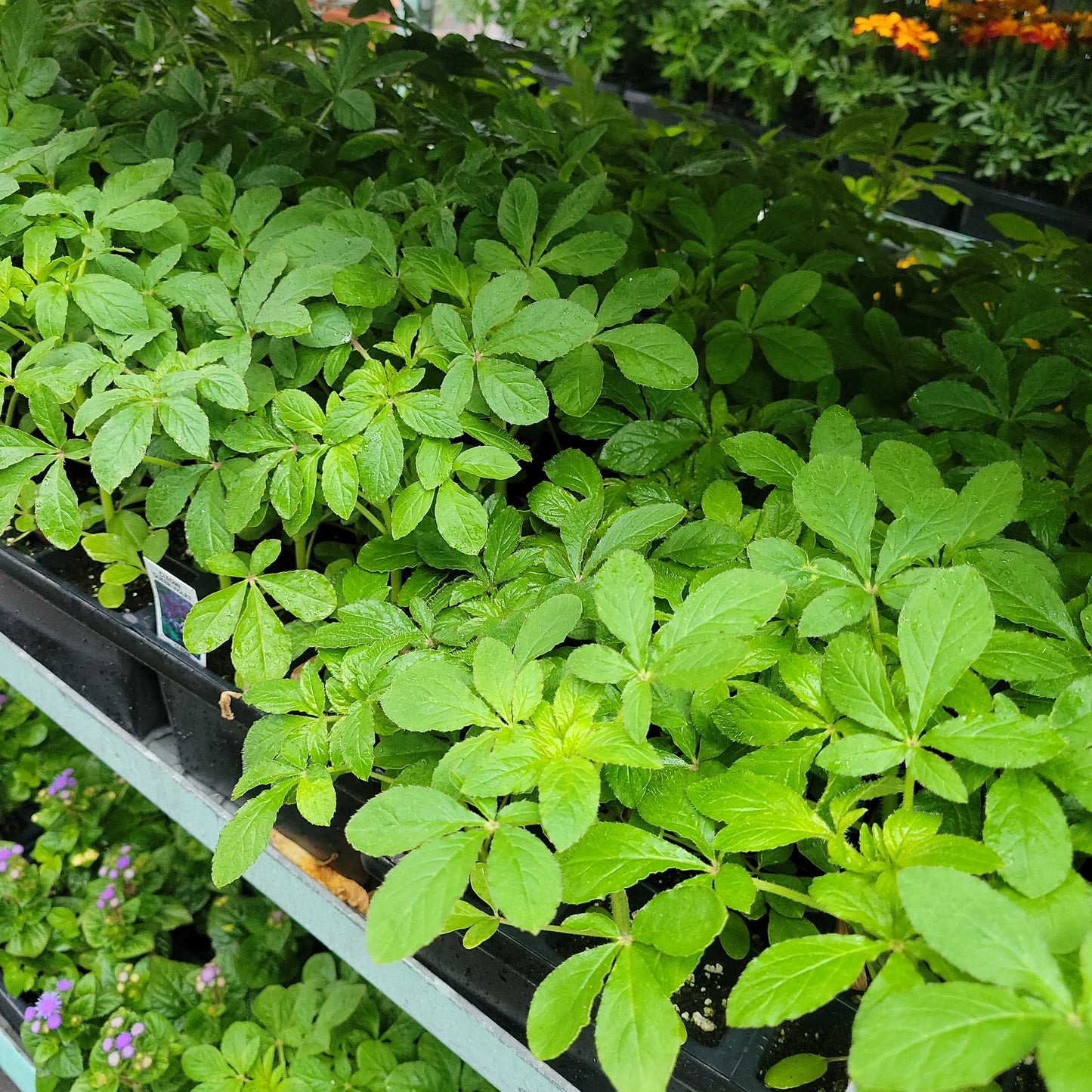 Cleome 4 cell pack Assorted Colours