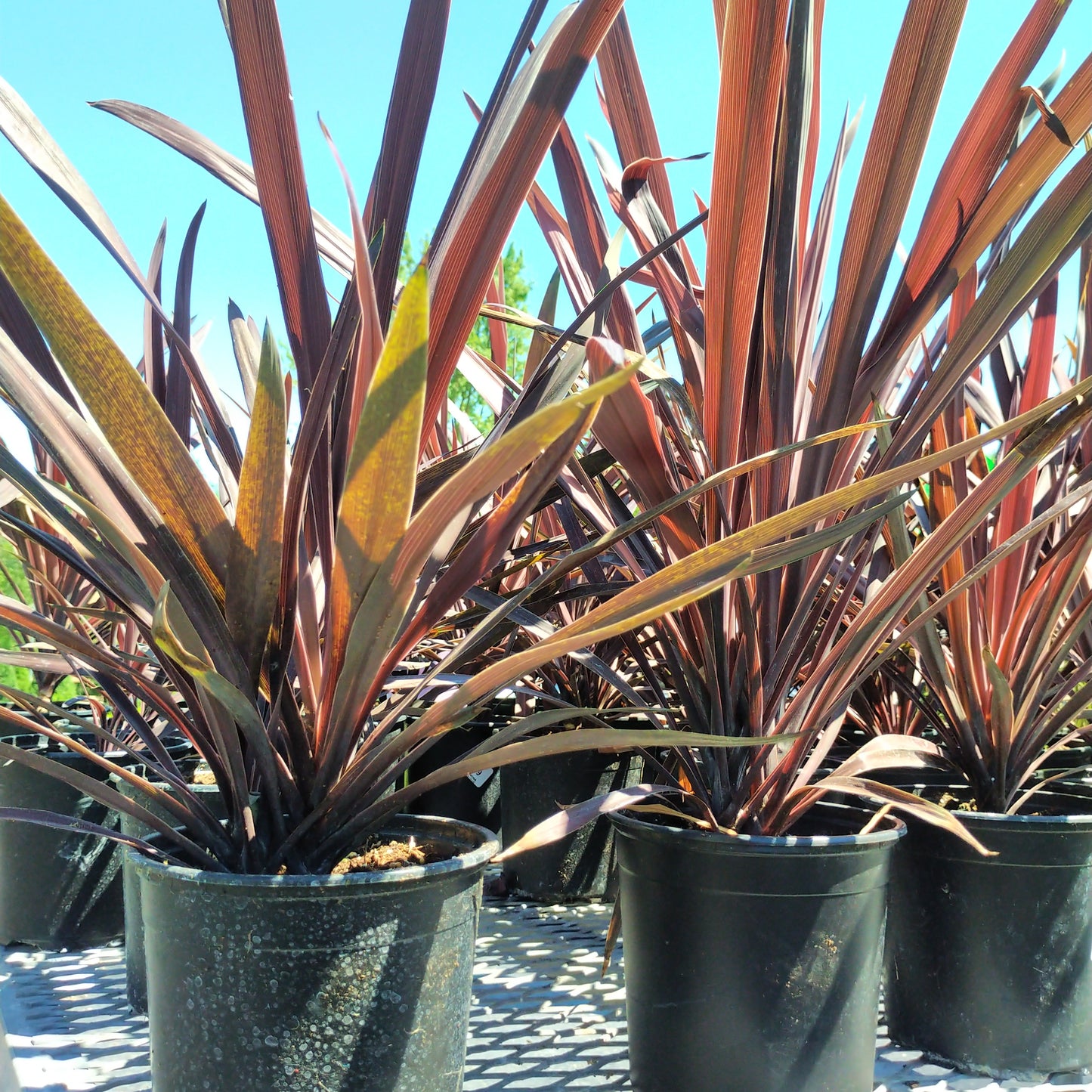6" Red Spike 'cordyline'