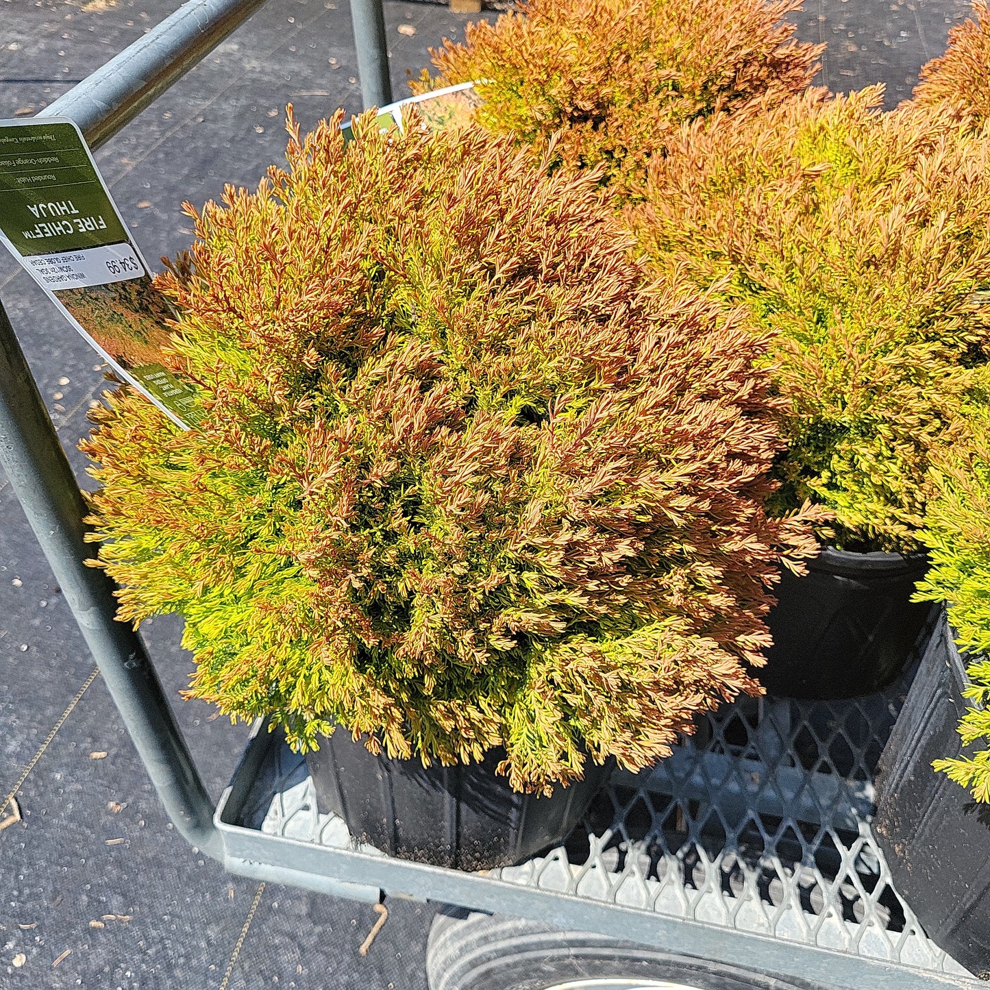 Fire Chief Globe Cedar