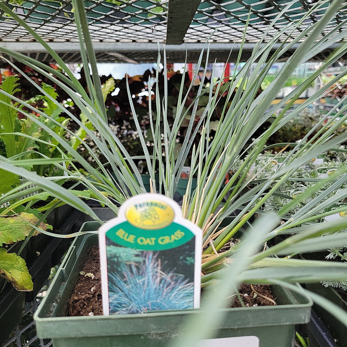 1 Gal Blue Oat Grass