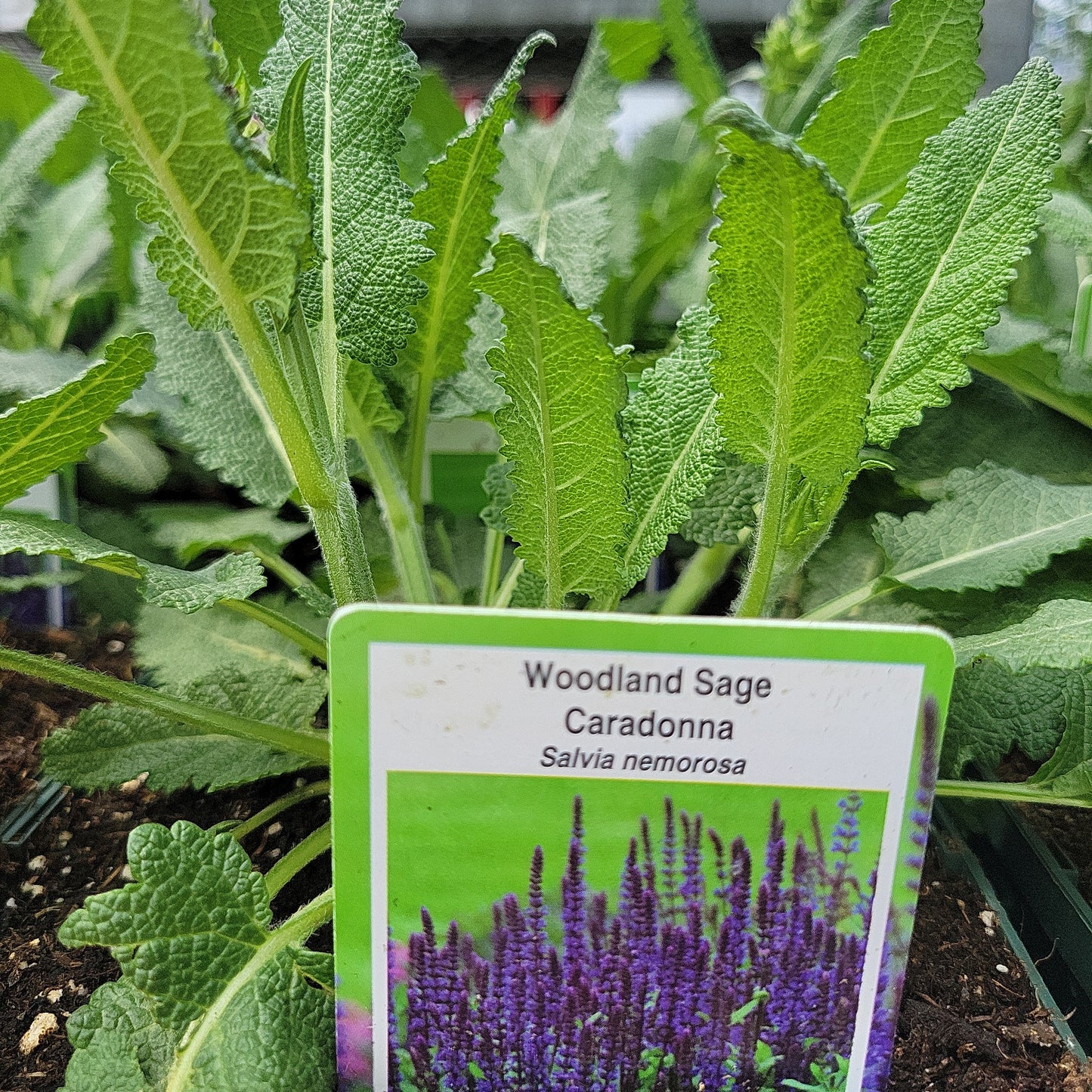 1 Gal Perennial Woodland Sage (Salvia)