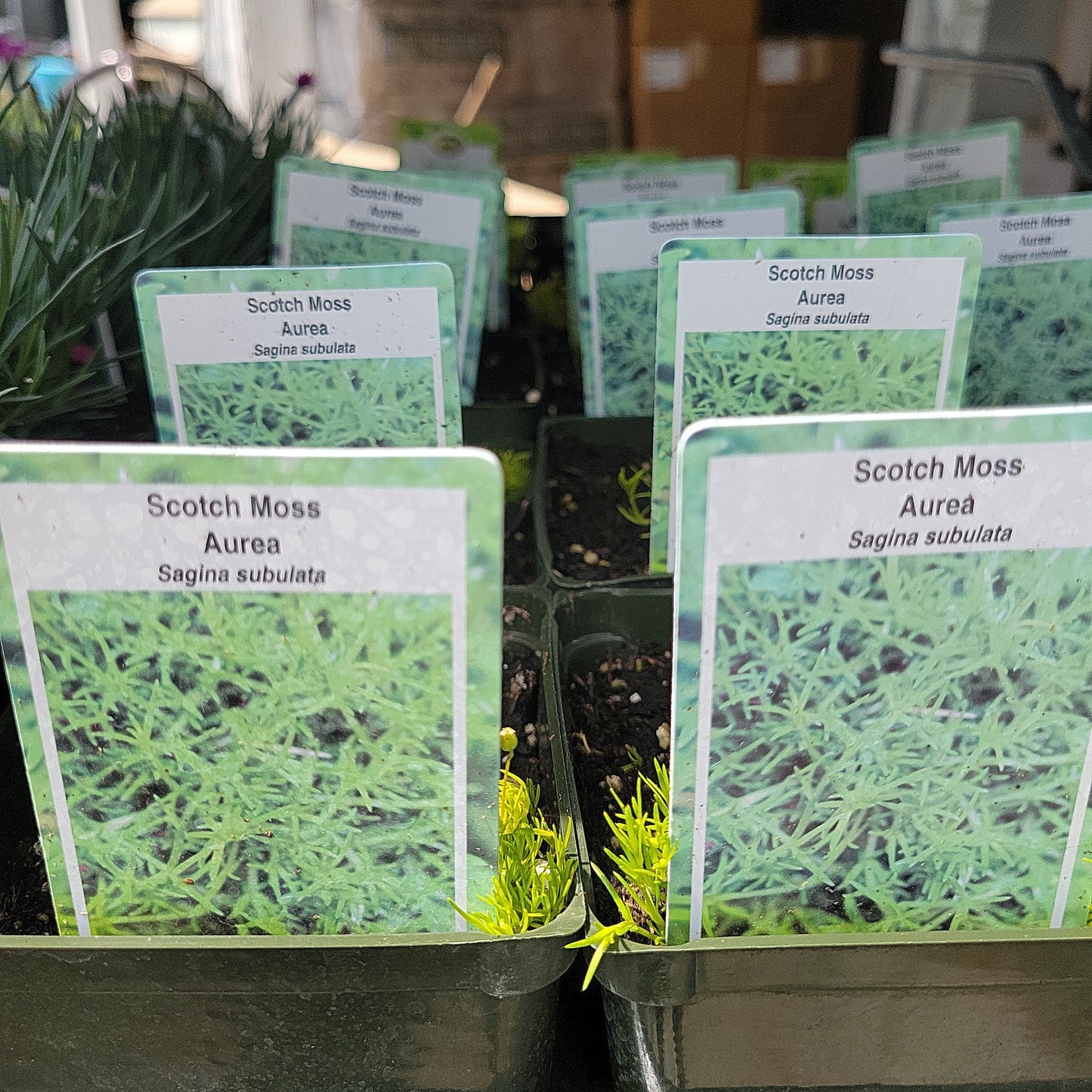 4" Scotch Moss 'Sagina Subulata' ( Lime Moss )