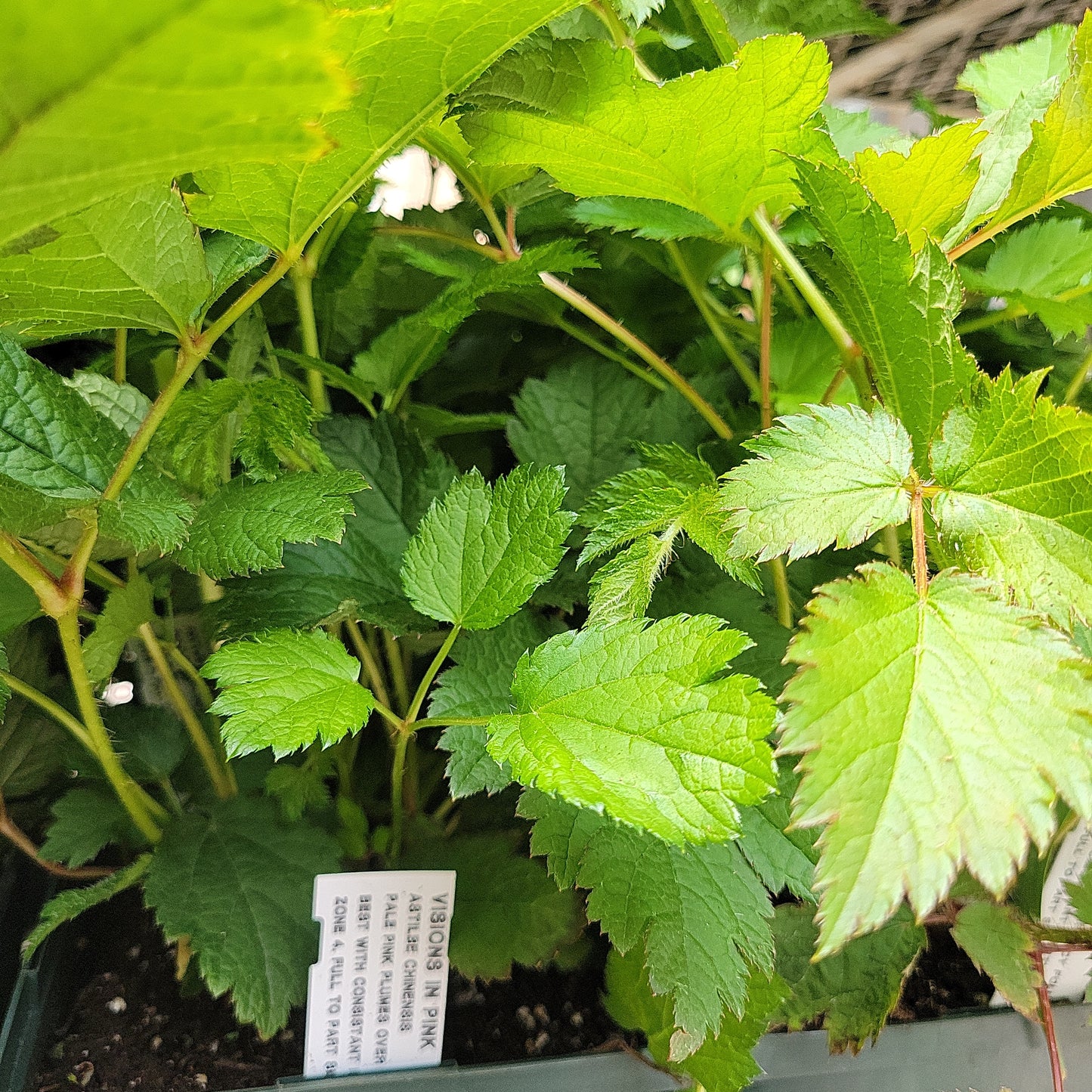 1 Gal Astilbe