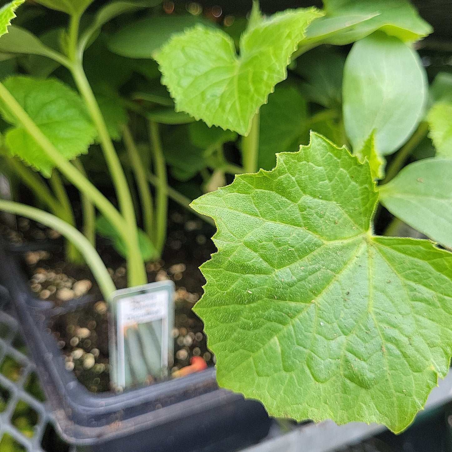 Cucumber (Multi Pack)