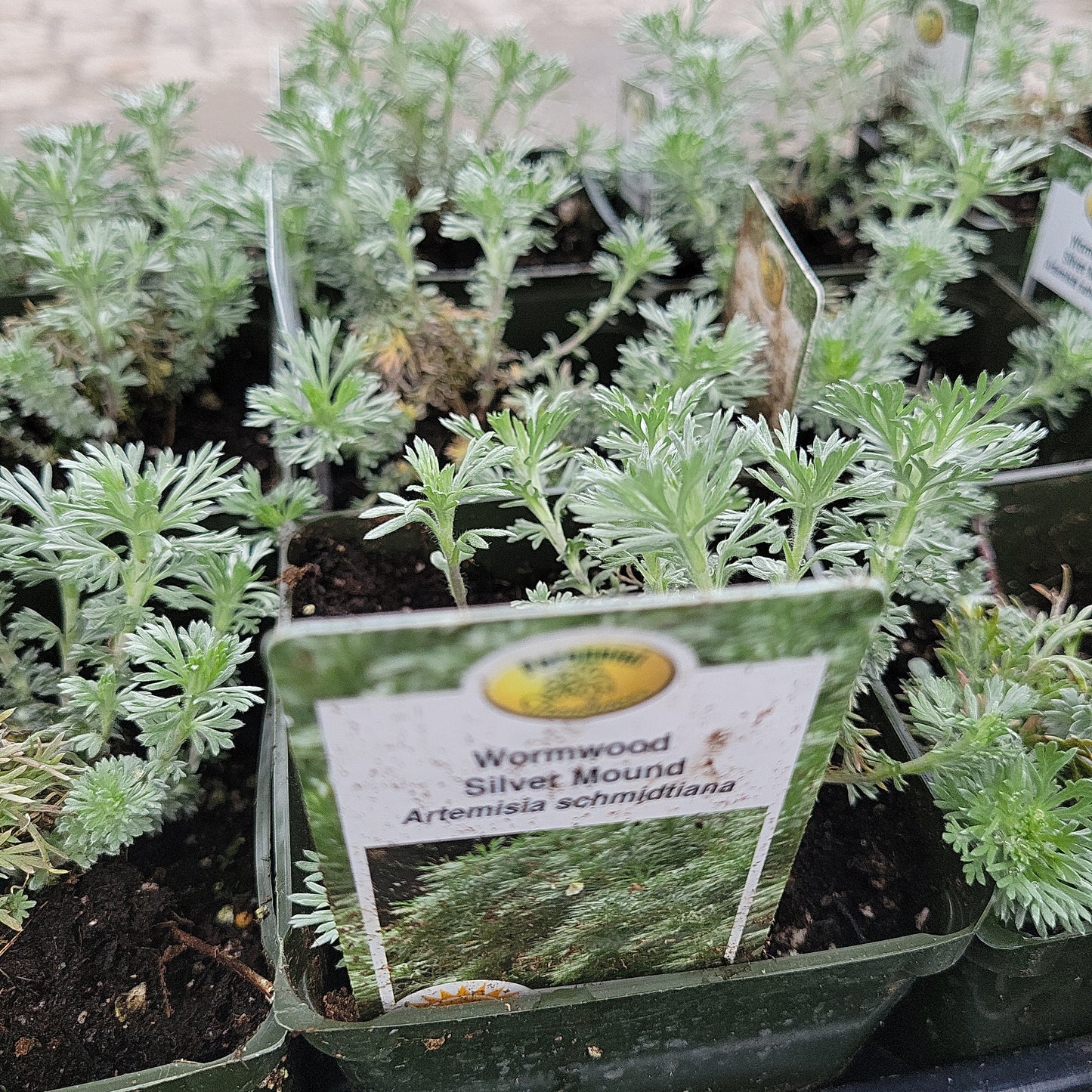 1 Gal Artemisia 'Silver Mound'