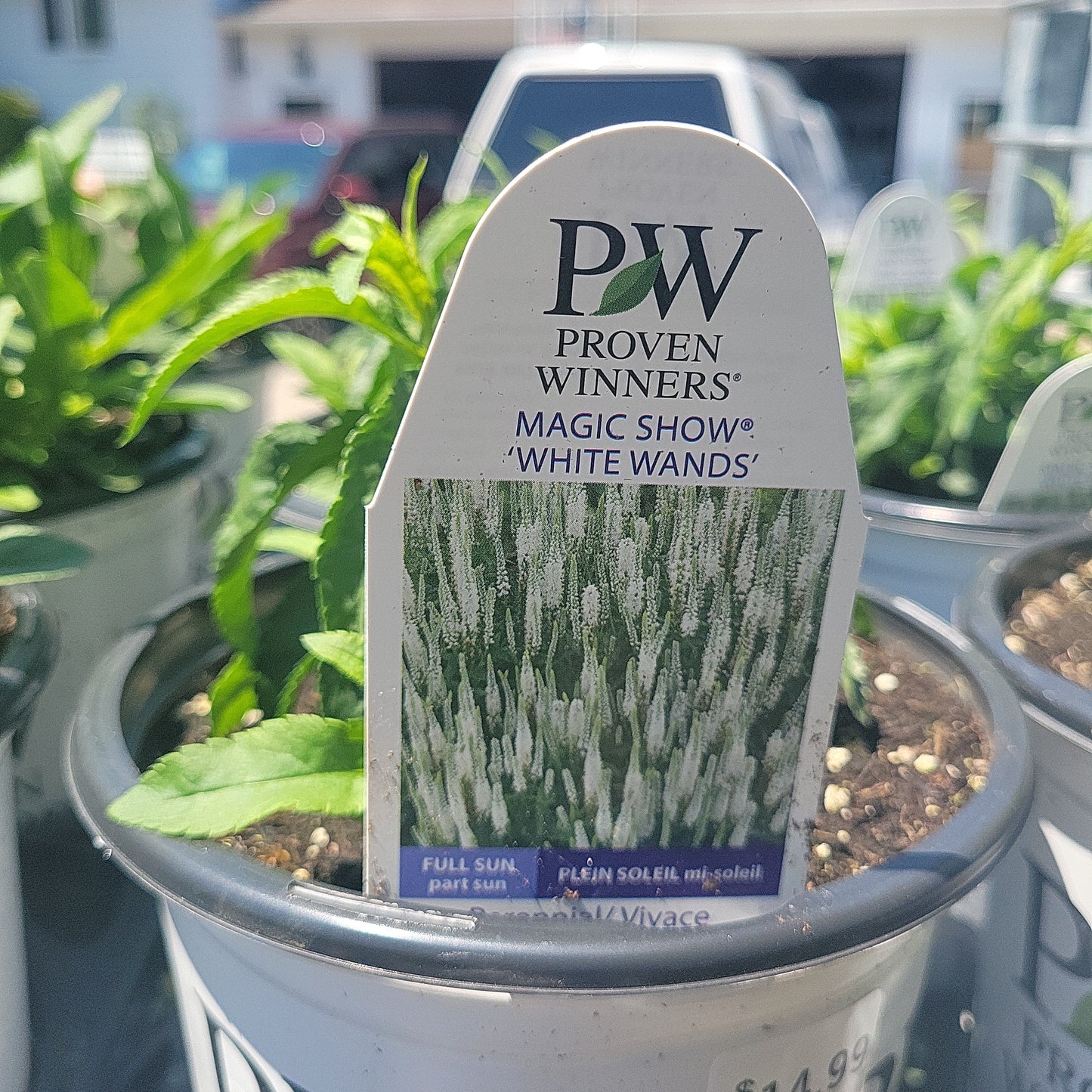 1 Gal Speedwell (Veronica)